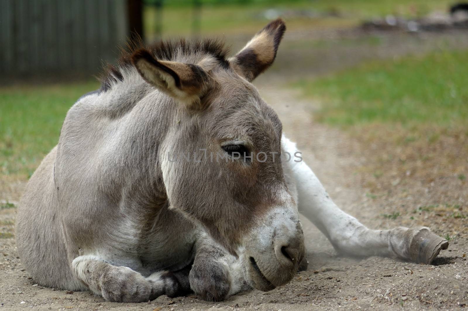 lazy grey Donkey lying on the ground by evolutionnow