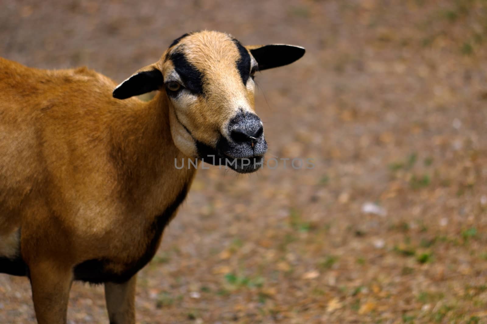 a brown goat grazing in a field, sheep