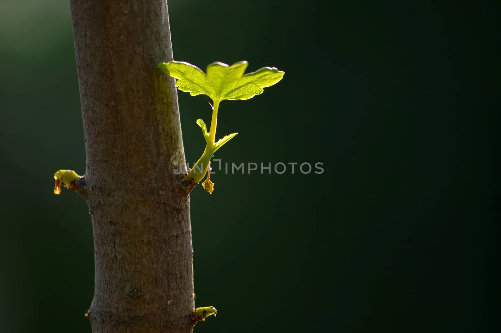 close up branch with young leaves on a tree trunk by evolutionnow
