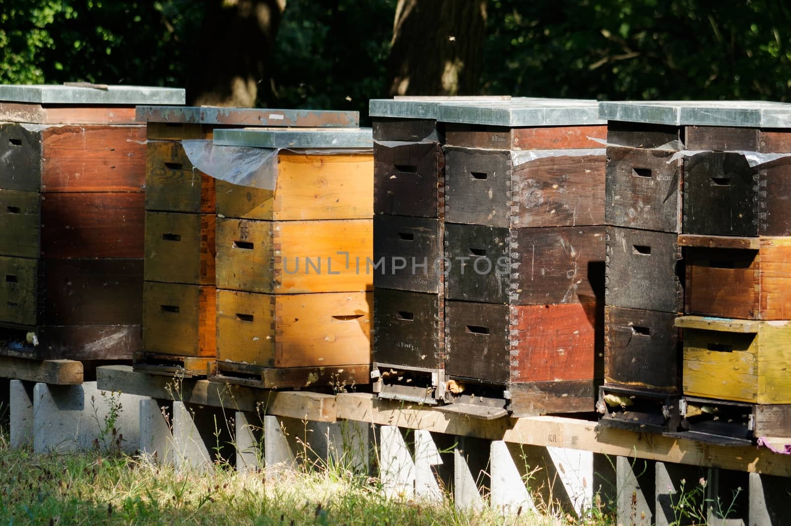 Row of wooden beehives with trees in the background