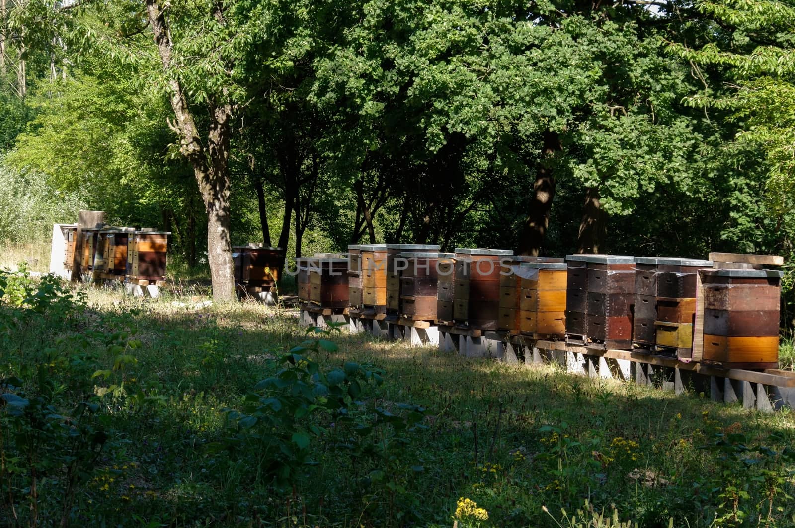 Row of colorful wooden beehives with trees in the background by evolutionnow