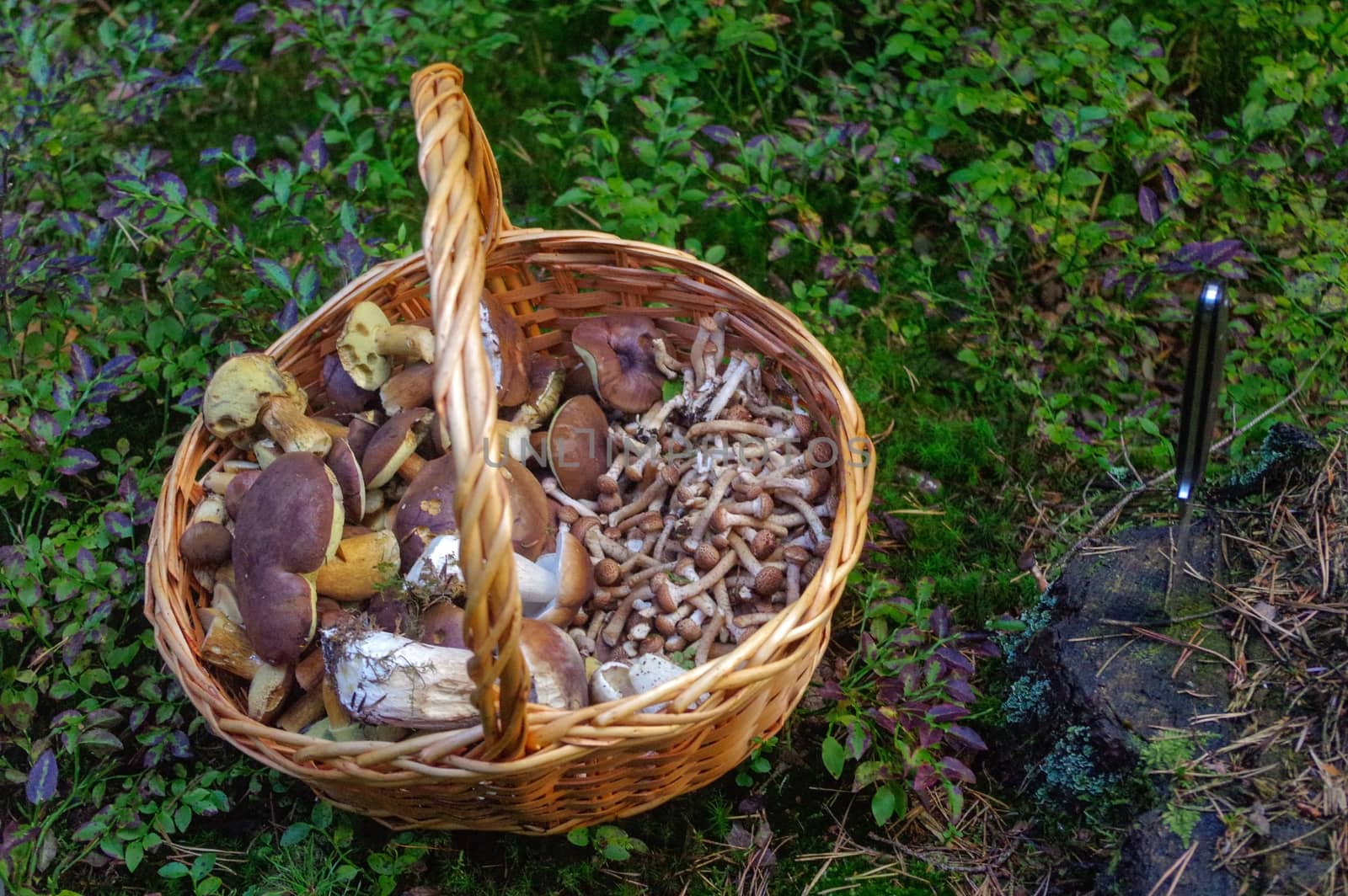 Selected fresh picked edible forest mushrooms in a basket by evolutionnow