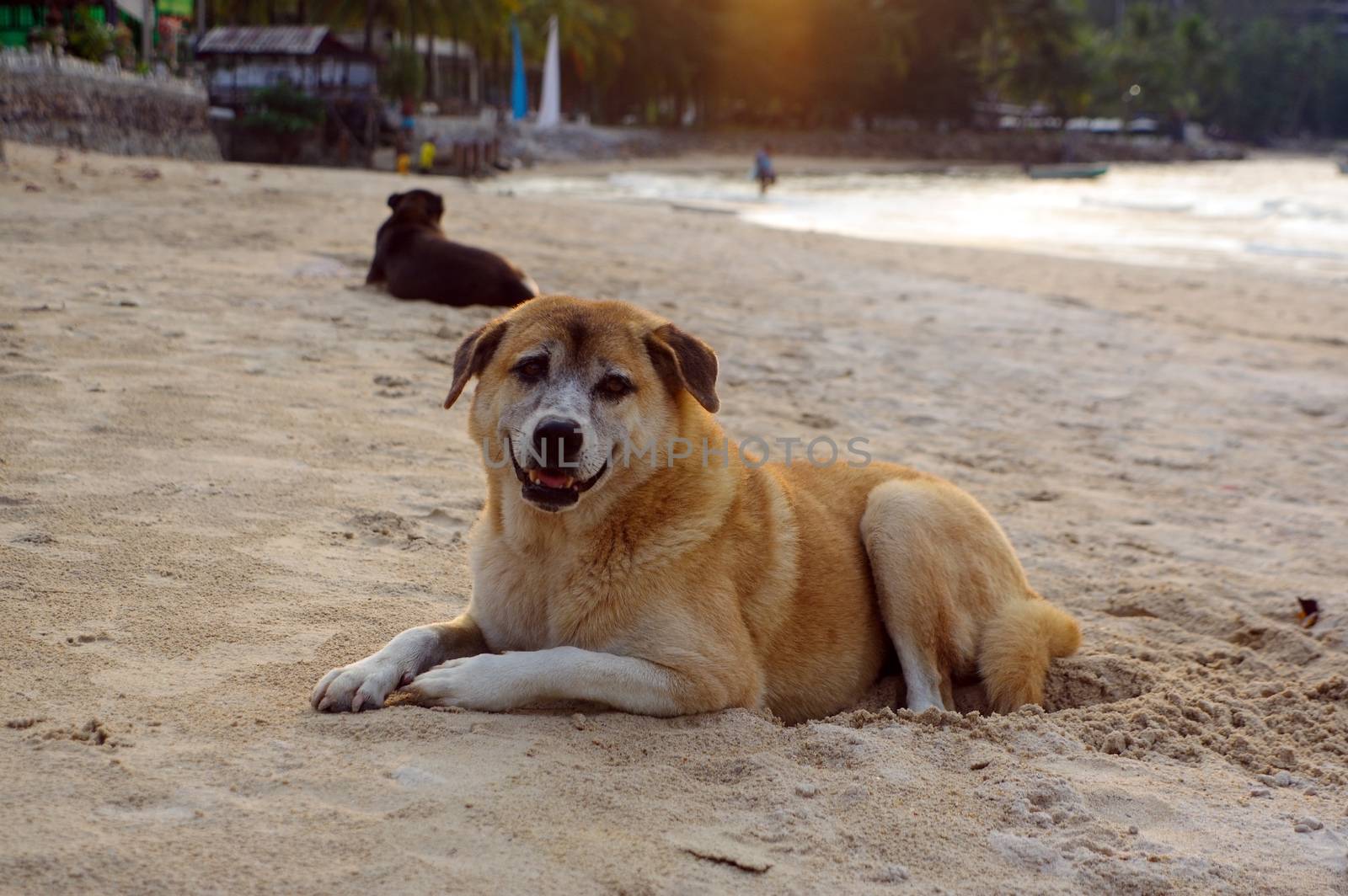 Dogs lay on the beach watching the summer vacation by evolutionnow