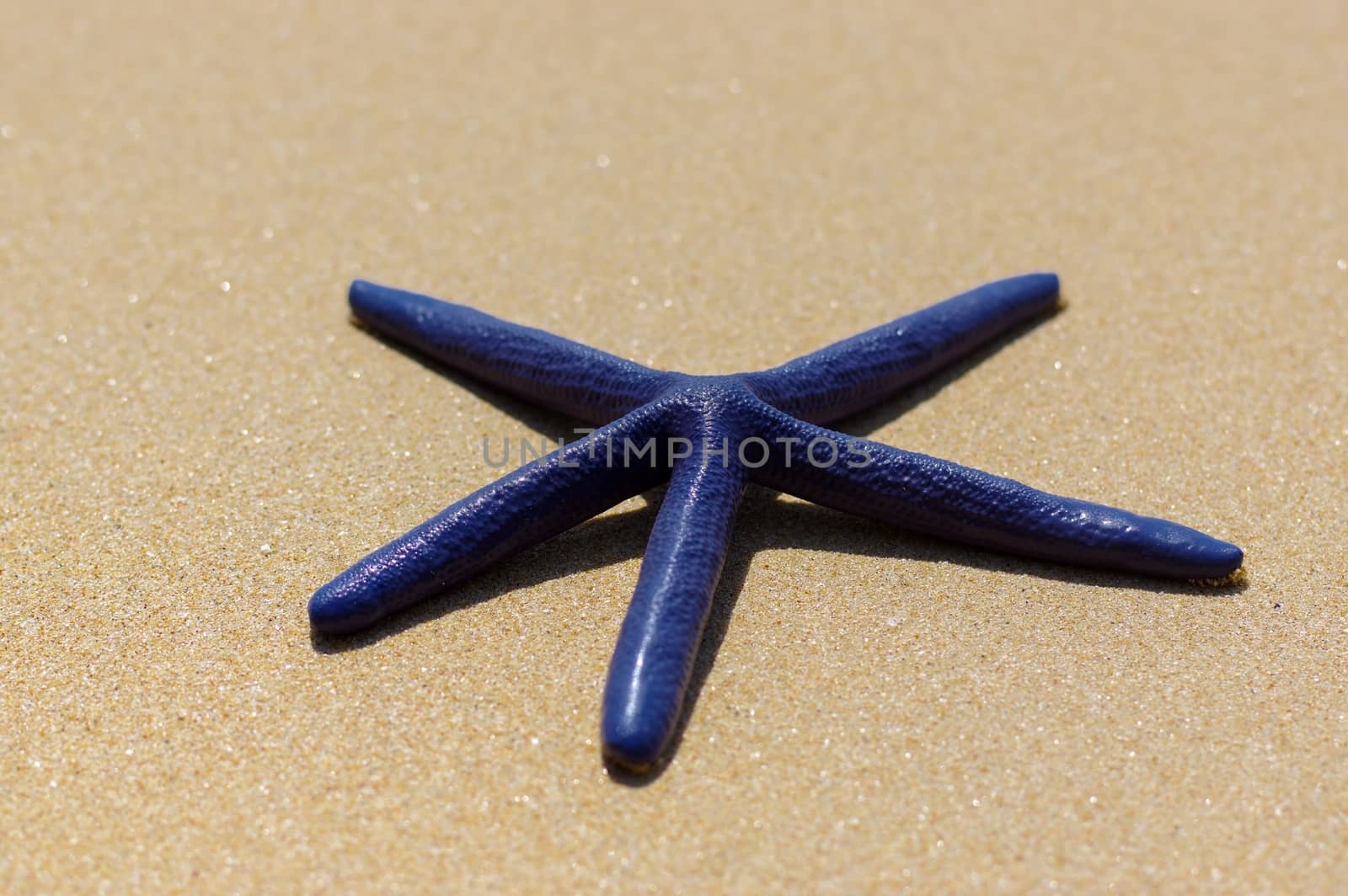 Blue starfish on the white sand sunny day by evolutionnow