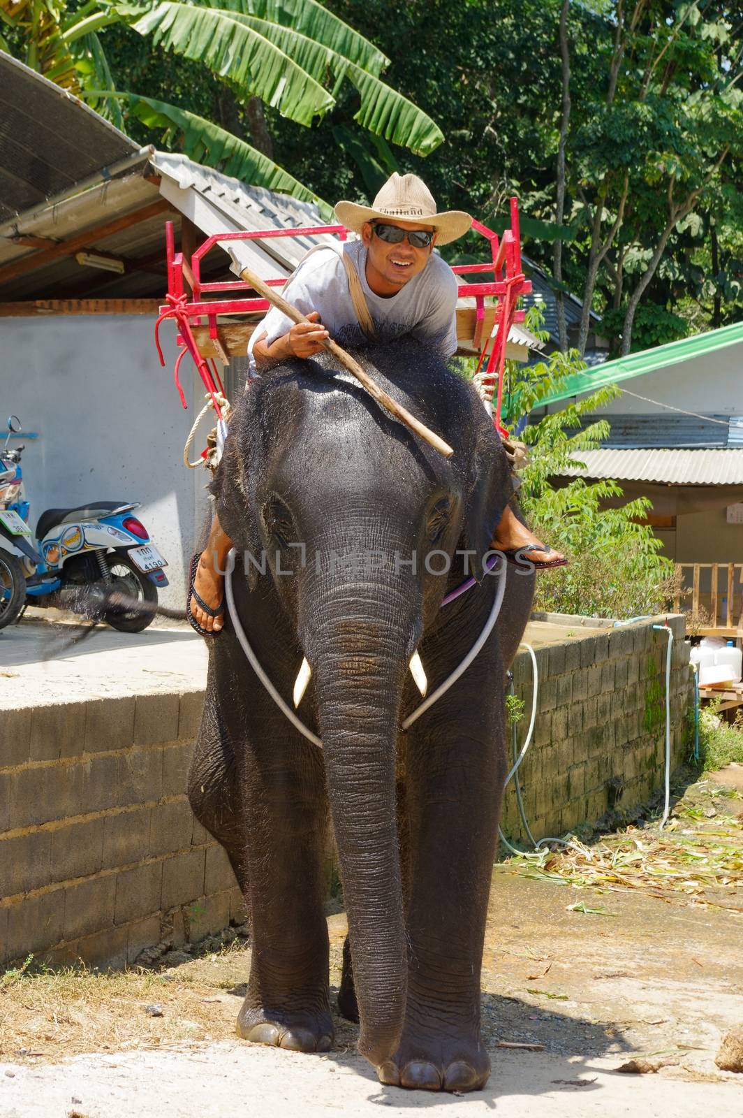 a man riding on elephant on Phuket Island in Thailand