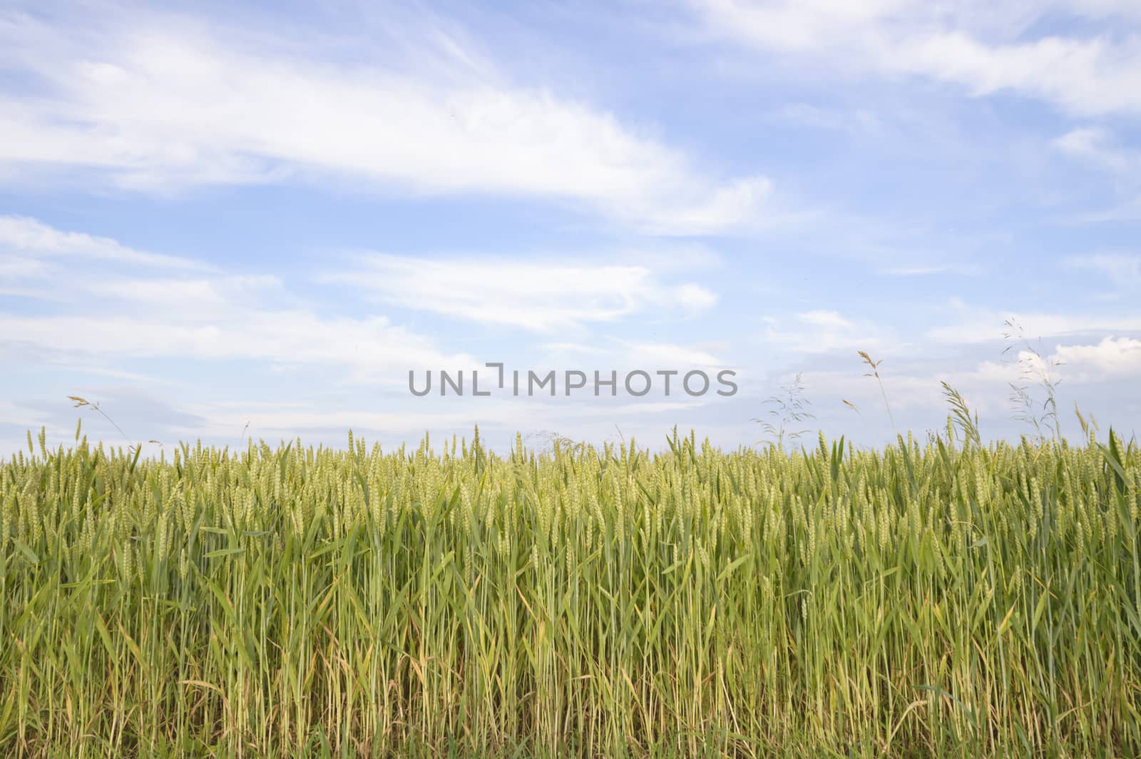 agricultural field, nature and agriculture farming series