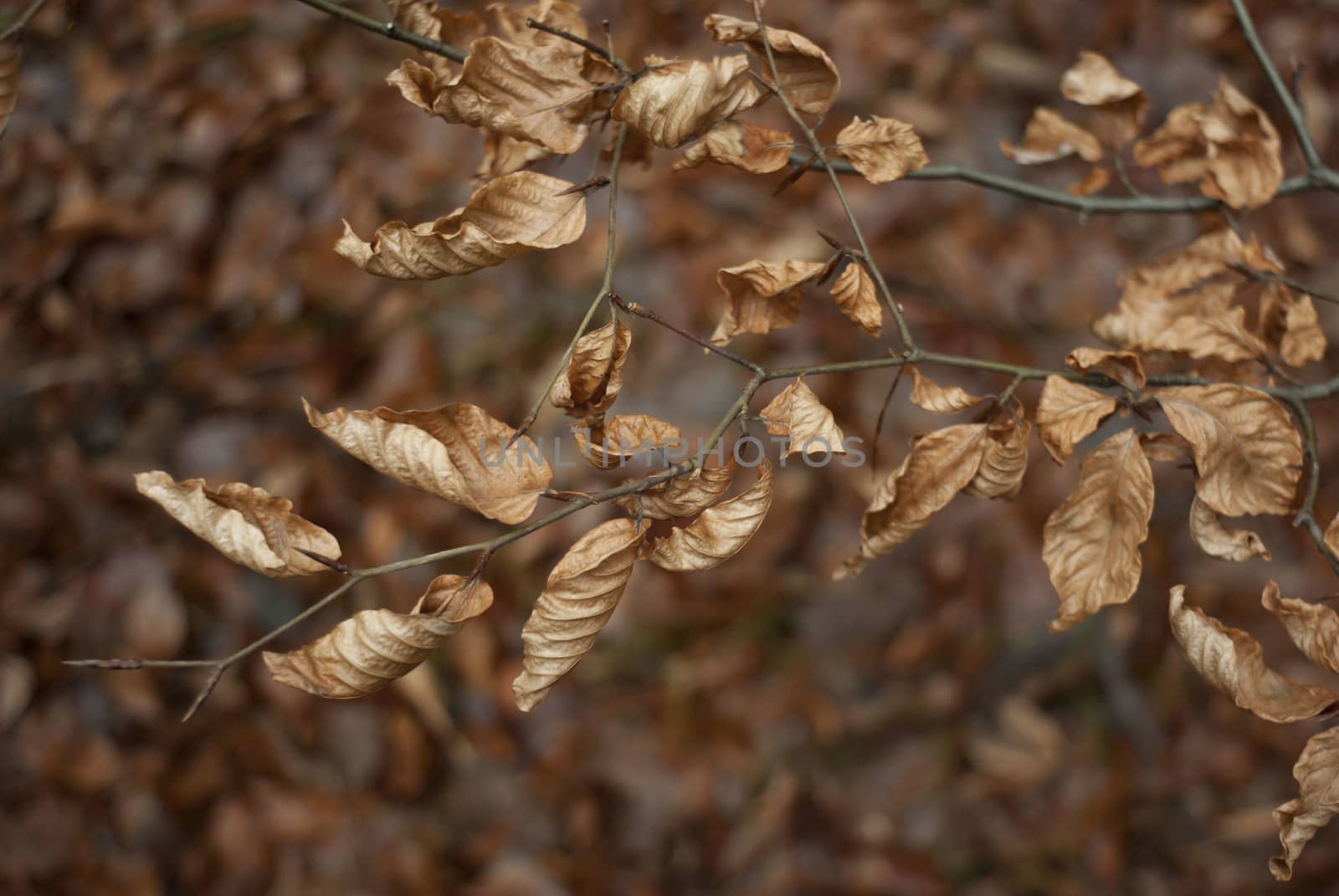 natural background with colored leaves, nature series