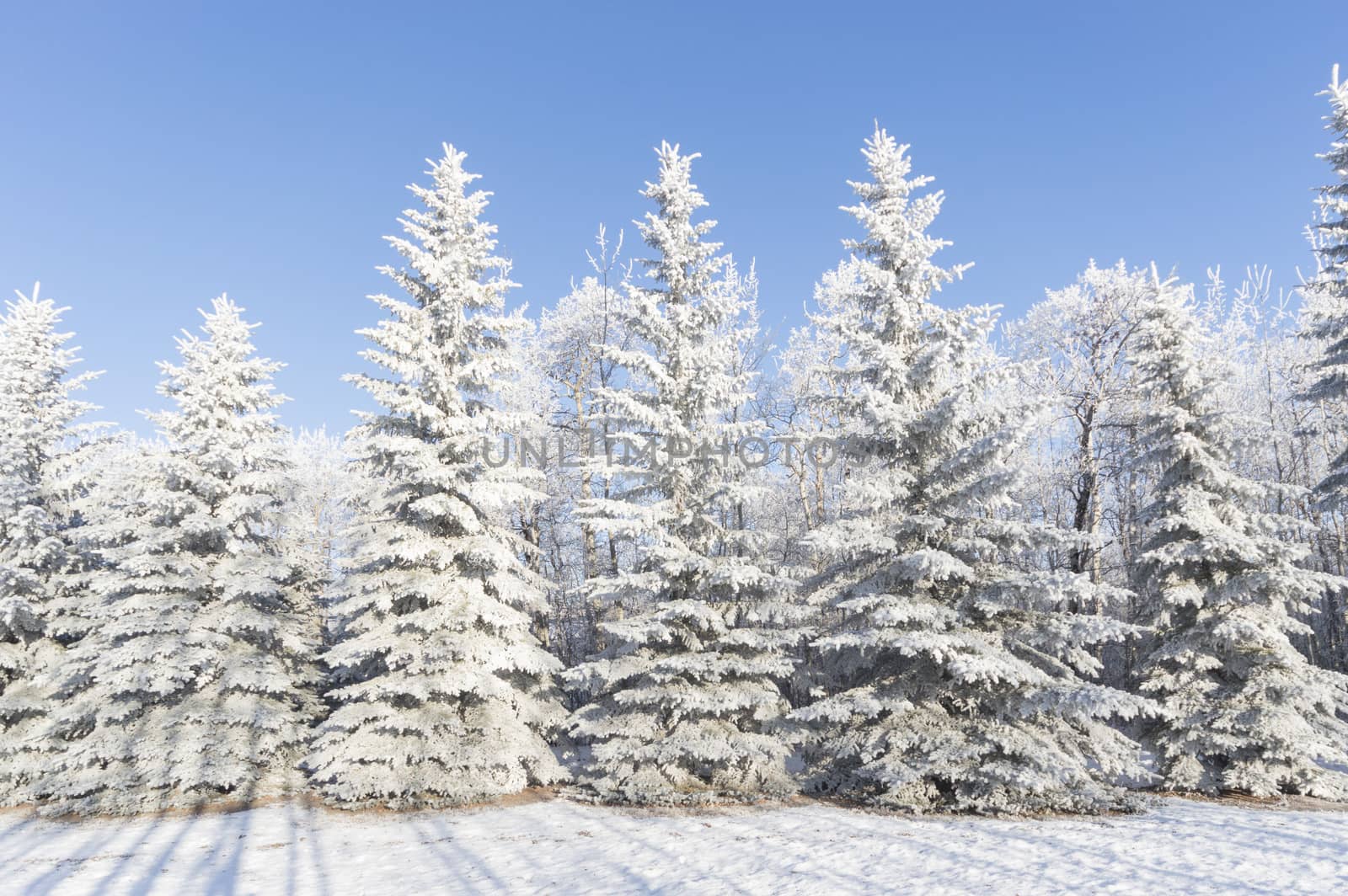 frozen tree on winter field and blue sky, winter tree