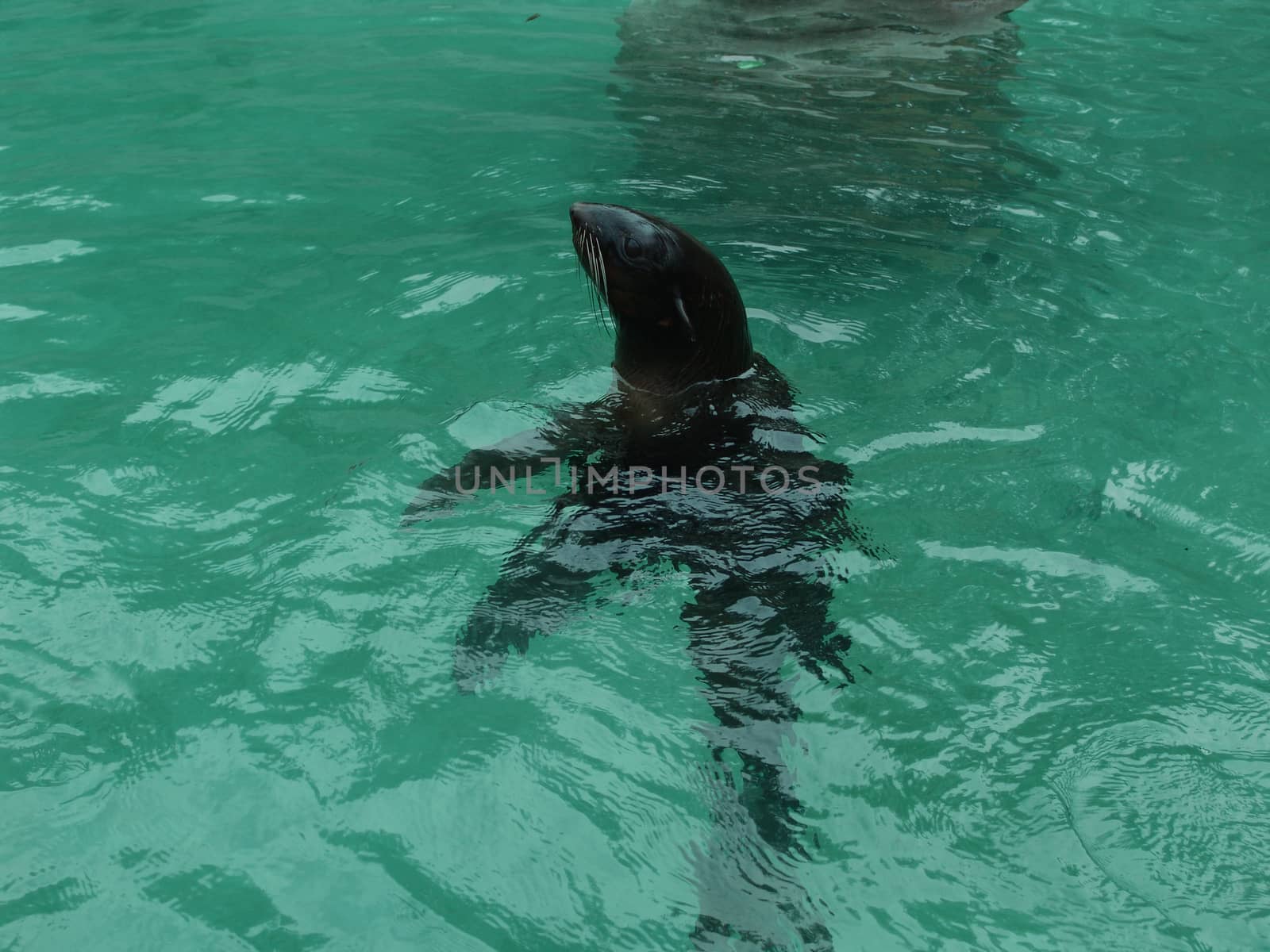 Beautiful young seal swimming in the pool