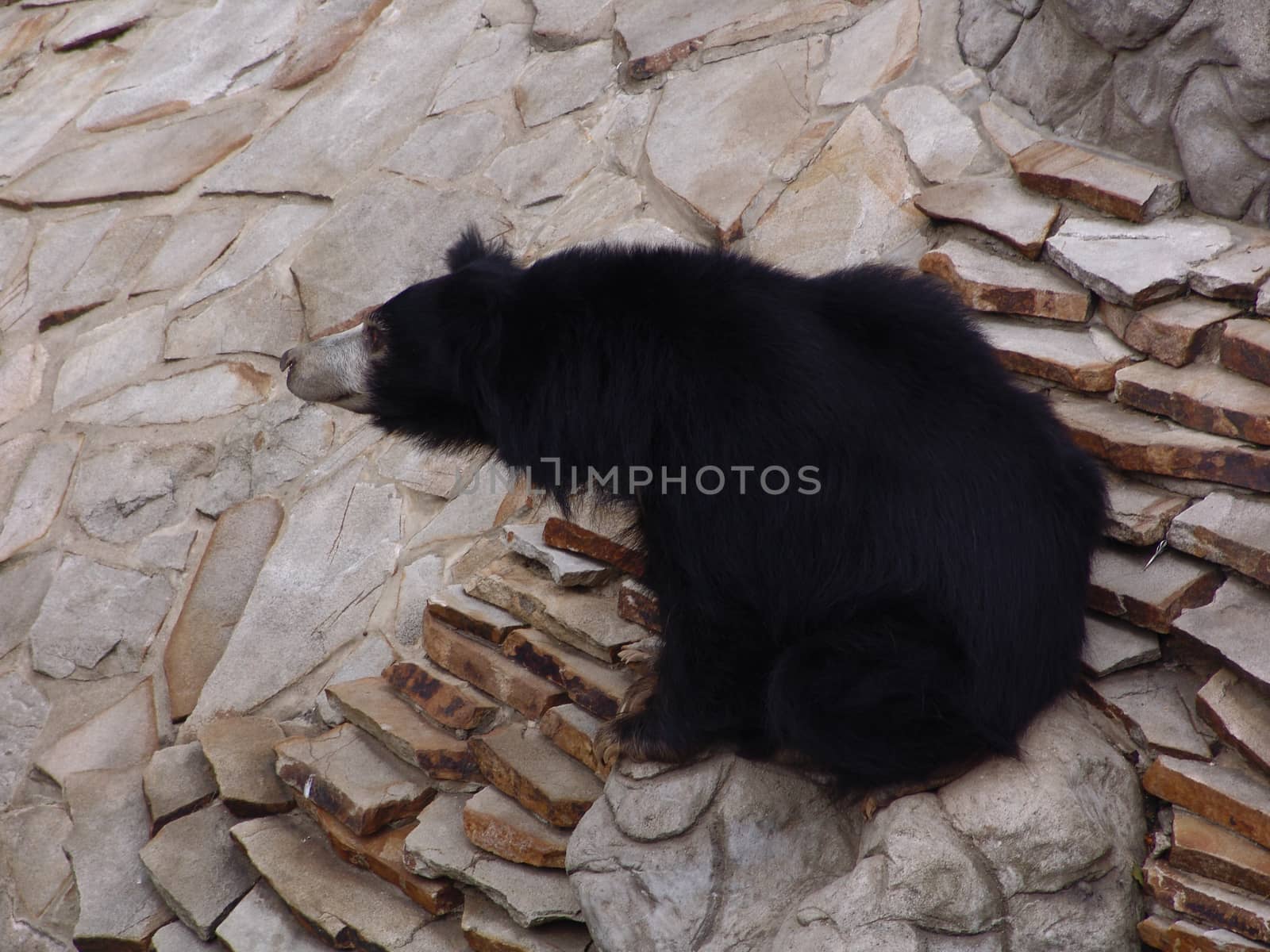 Asiatic black bear by elena_vz