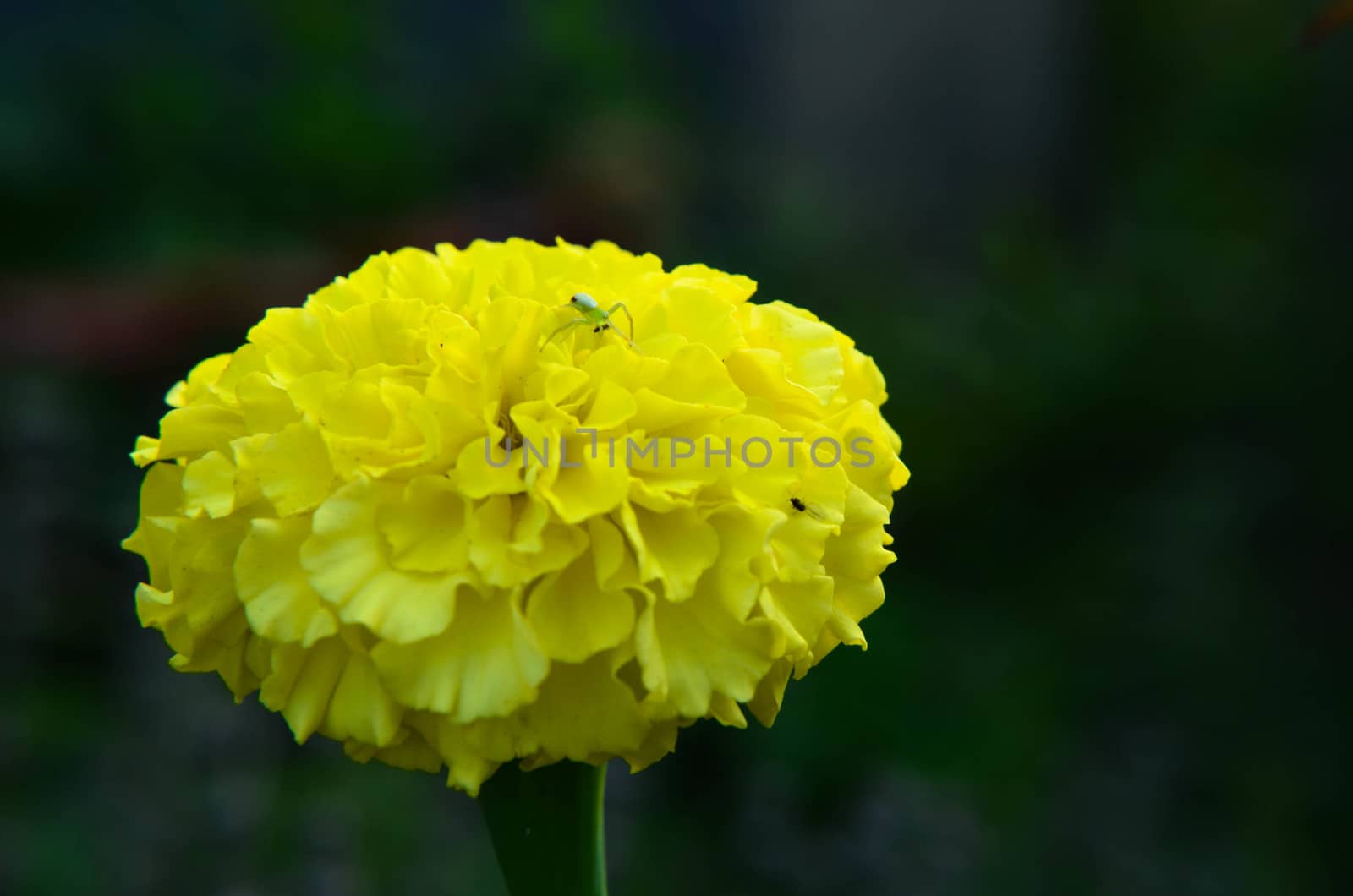 Macro of marigold flower in big close up. by kimbo-bo