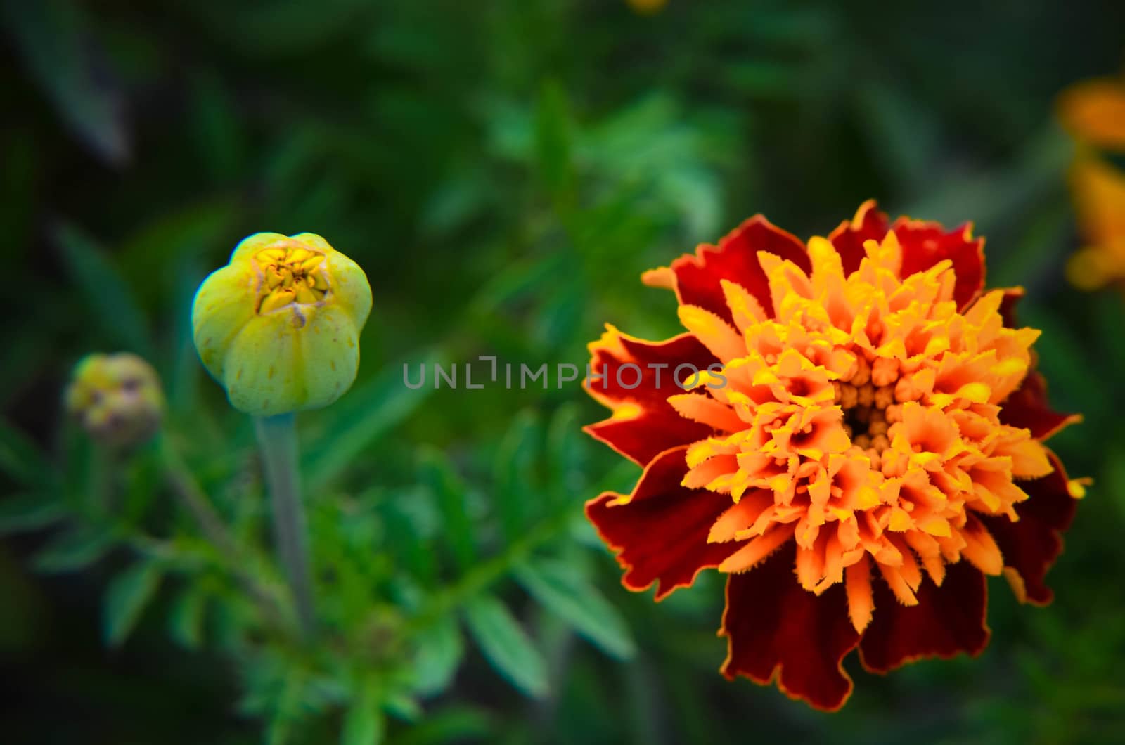 Macro of marigold flower in big close up. by kimbo-bo