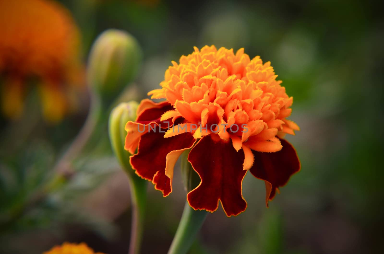 Macro of marigold flower in big close up. by kimbo-bo