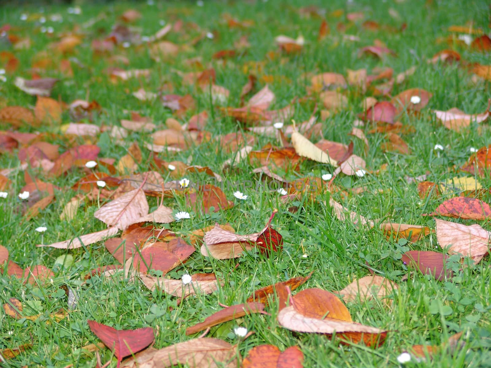 Autumn leaves on grass. by elena_vz