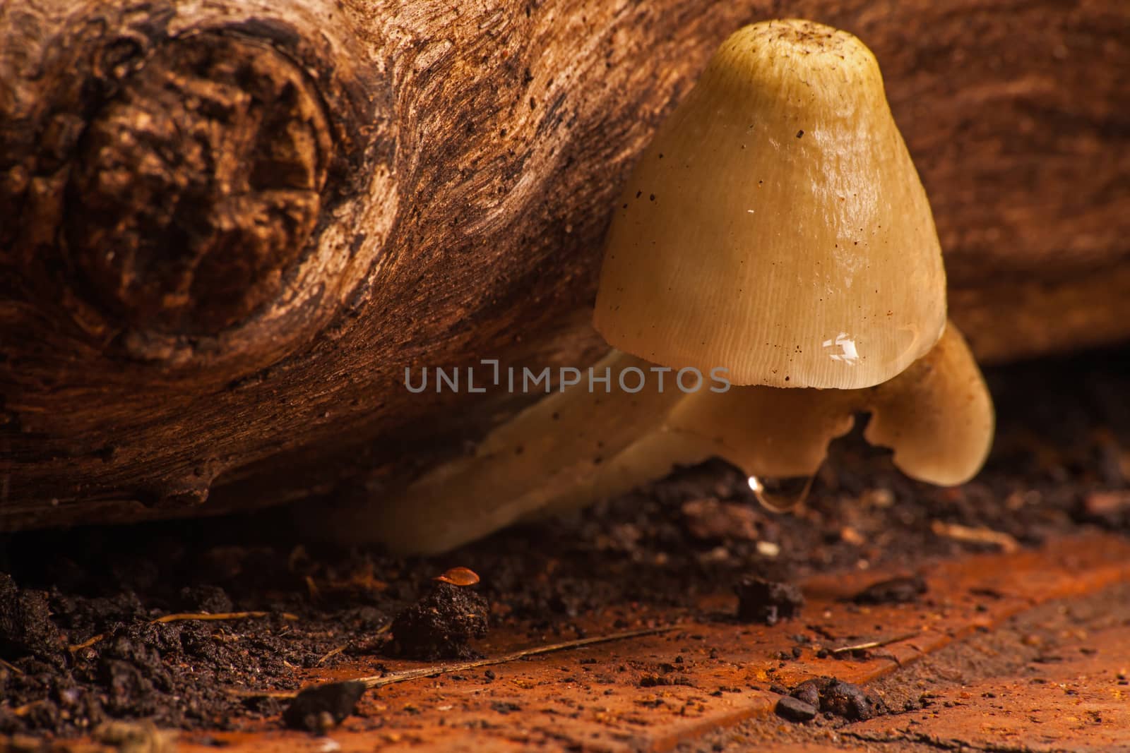 Wild mushrooms growing from under a log.