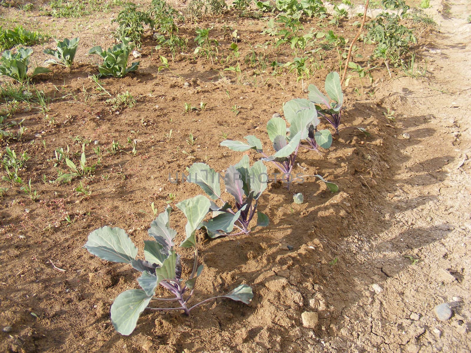 Organic and natural black cabbage seedlings