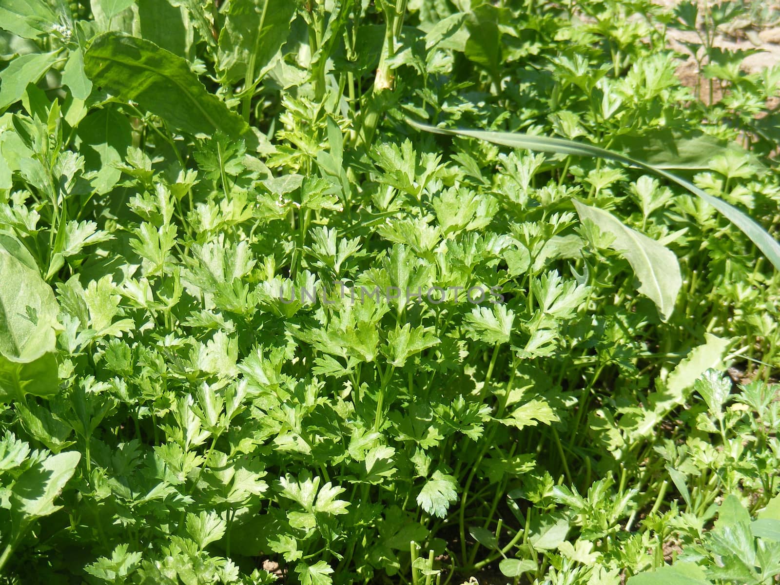 Organic and natural parsley garden by nhatipoglu