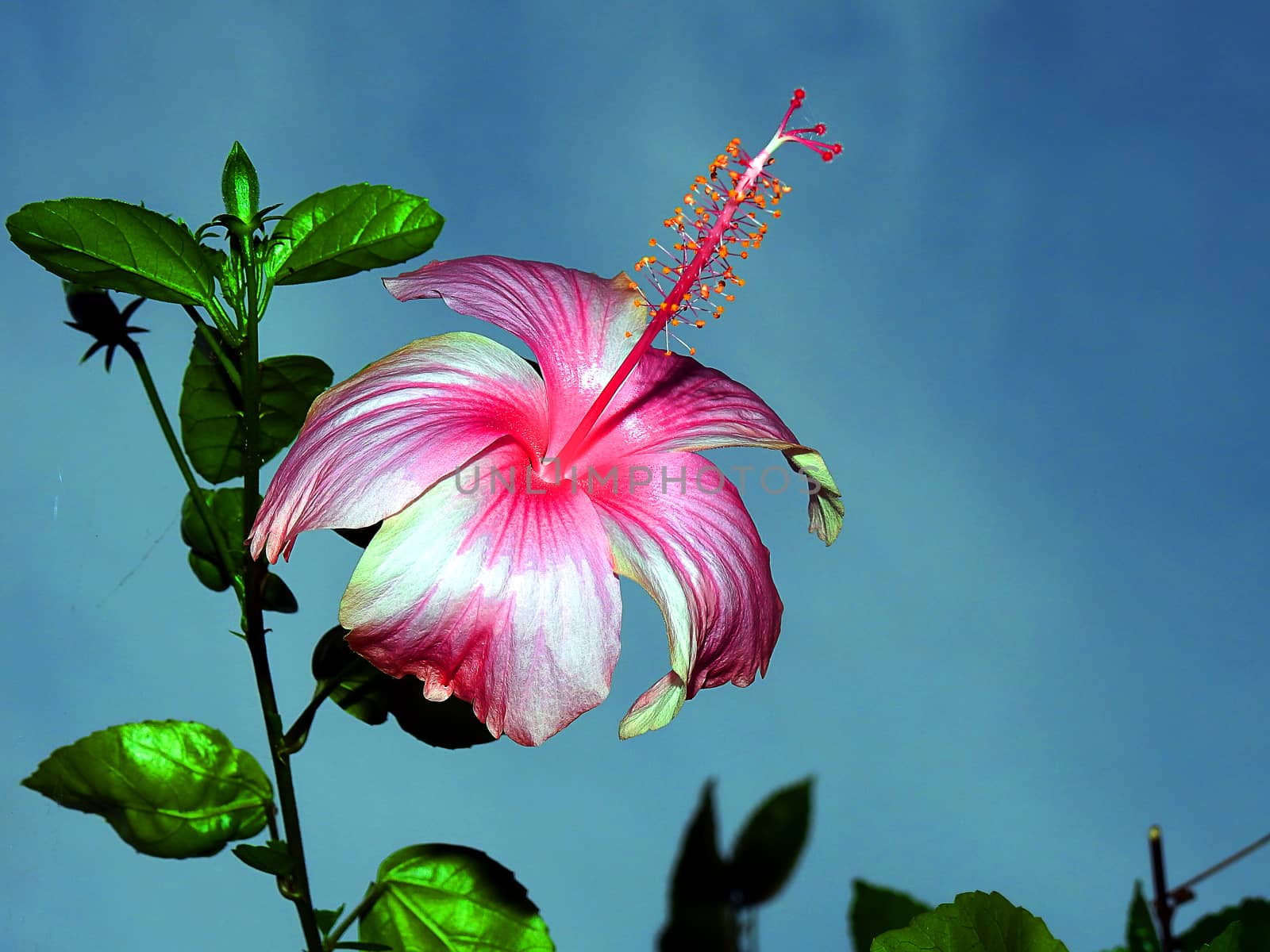 Pink Hibiscus flower. by oasis502