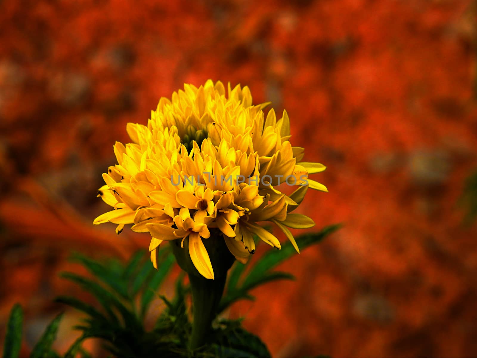 Alone yellow marigold. by oasis502