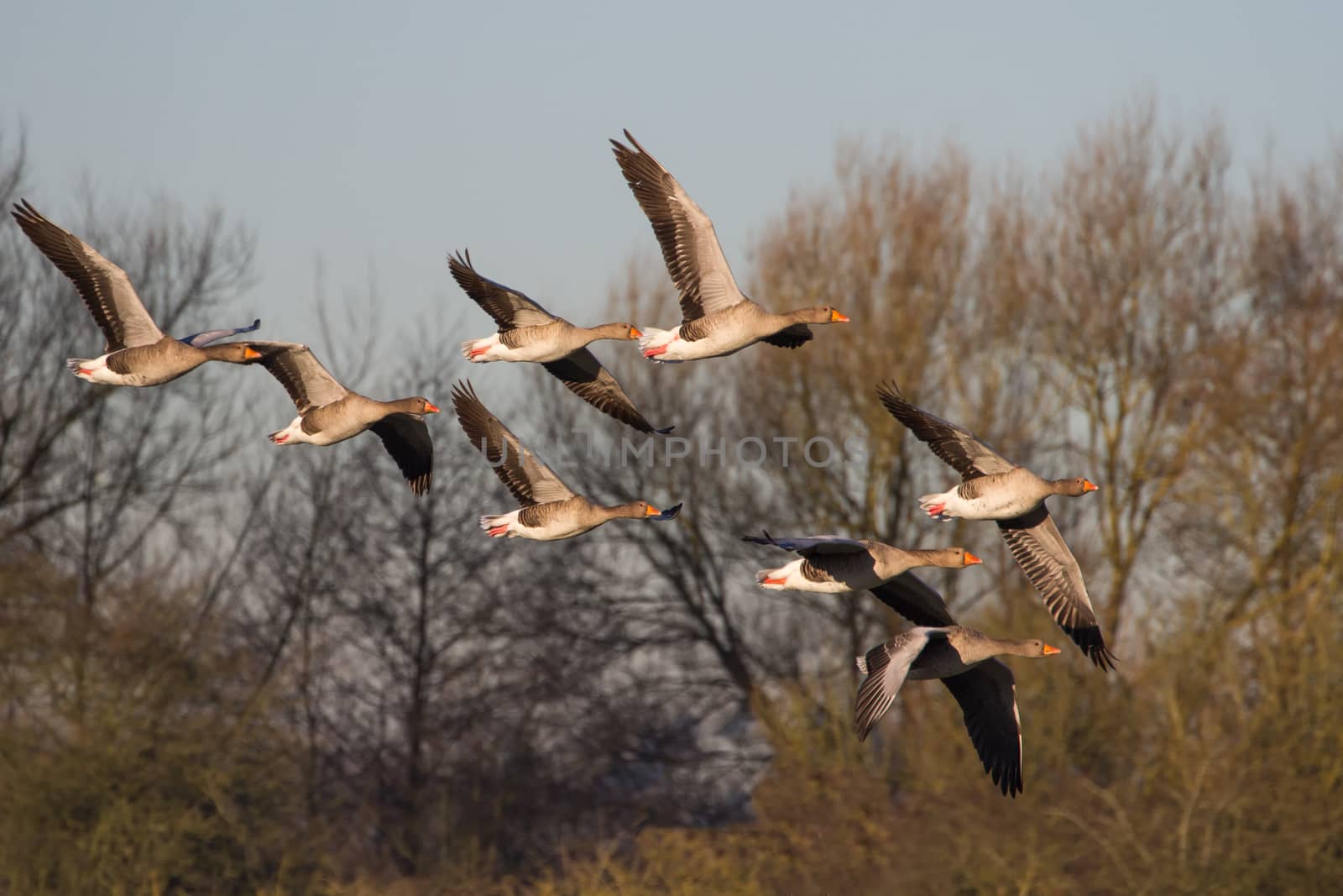 Greylag Goose (Anser anser) in flight by IanSherriffs