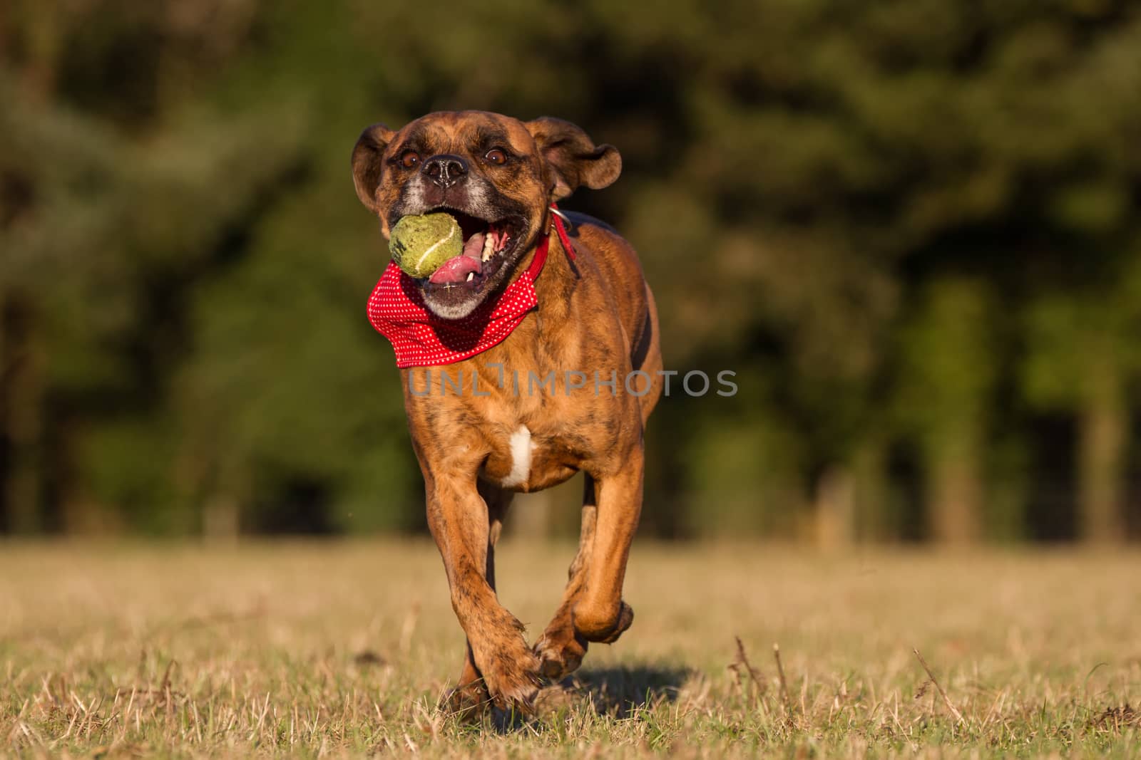 Happy Dog Running With Ball in an open space by IanSherriffs