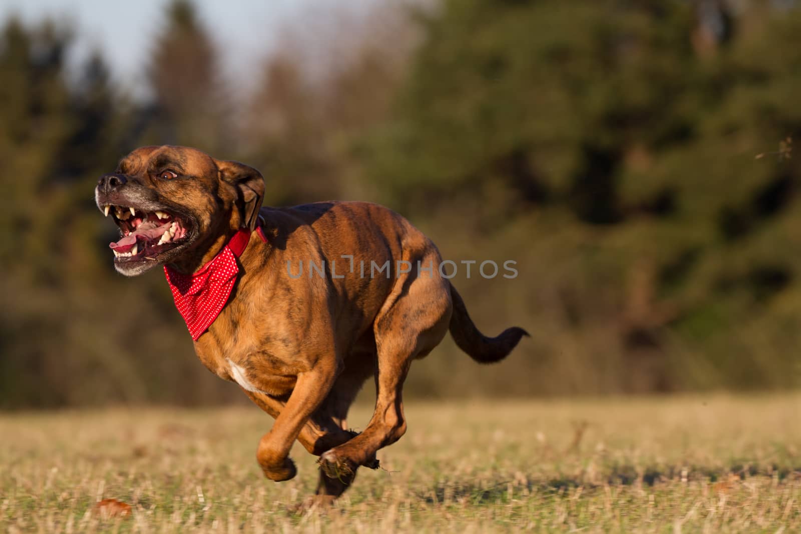 Happy Pet Dog Running With Bandana in field, park or open space