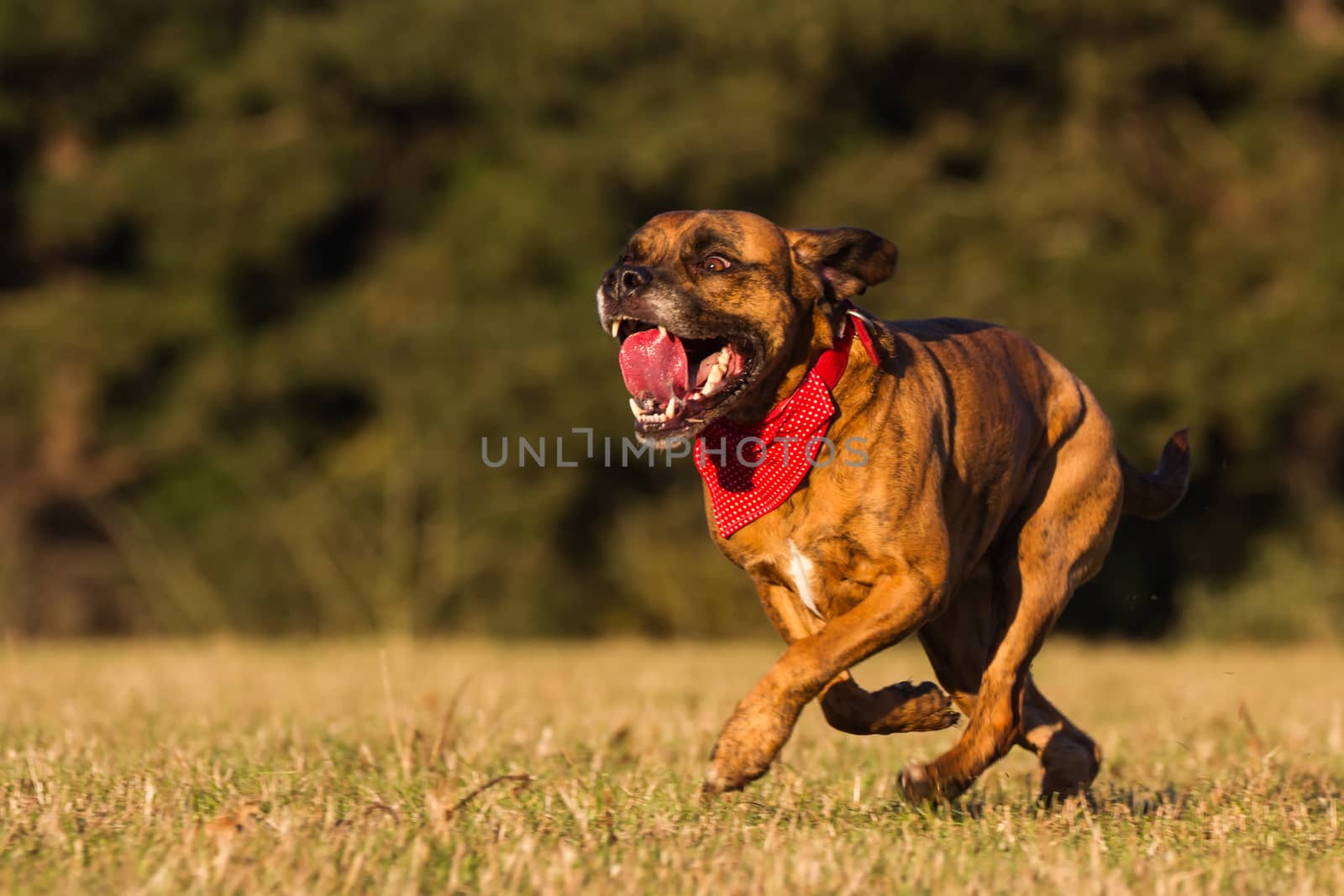 Happy Pet Dog Running With Bandana in field, park or open space