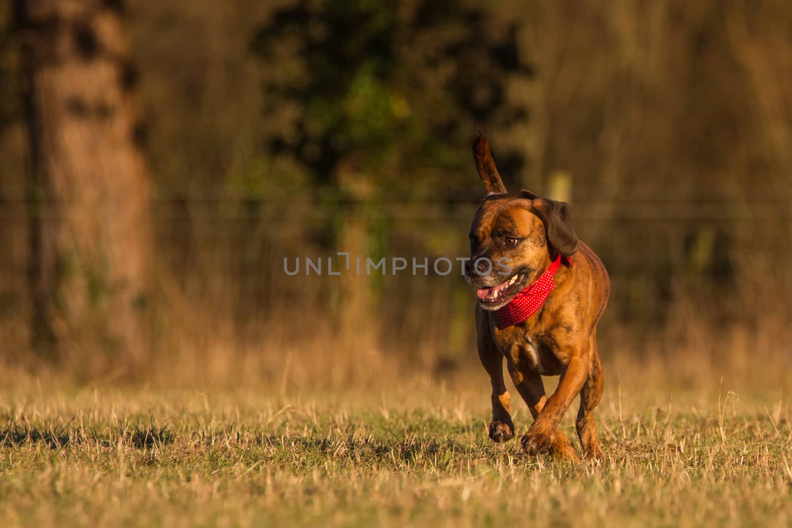 Happy Pet Dog Running With Bandana in field, park or open space