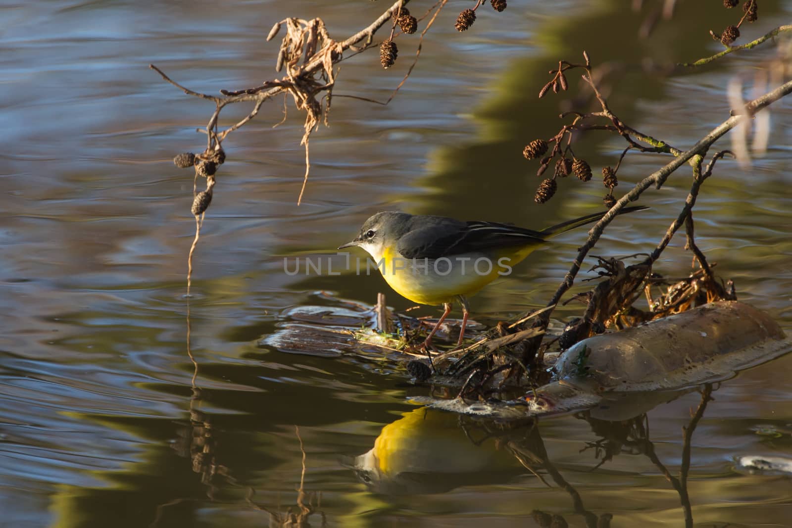 Grey Wagtail (Motacilla cinerea) with reflections in river