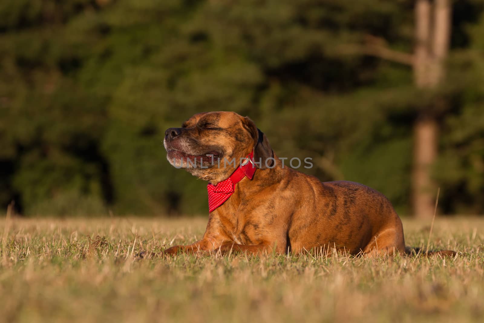 Happy Pet Dog Laying Down Smiling With Bandana in field