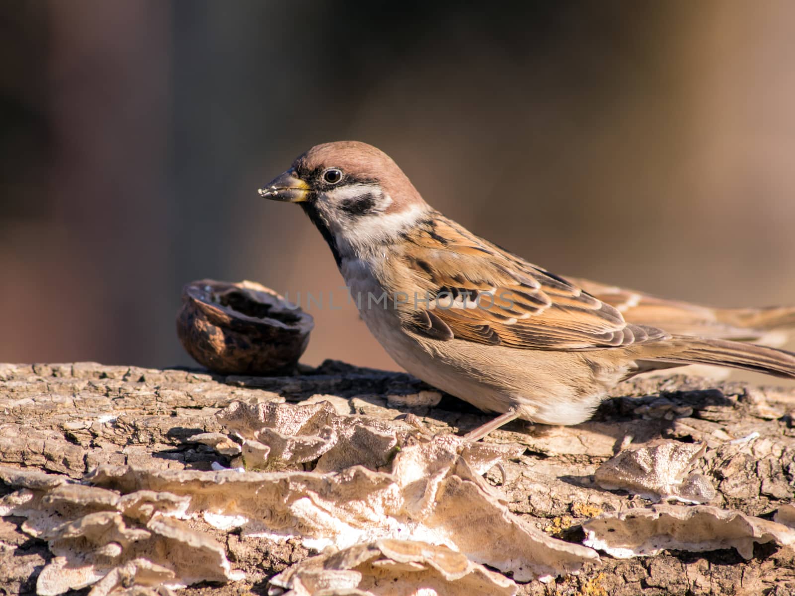 Sparrow (Passer domesticus) and bird feeding. by dadalia