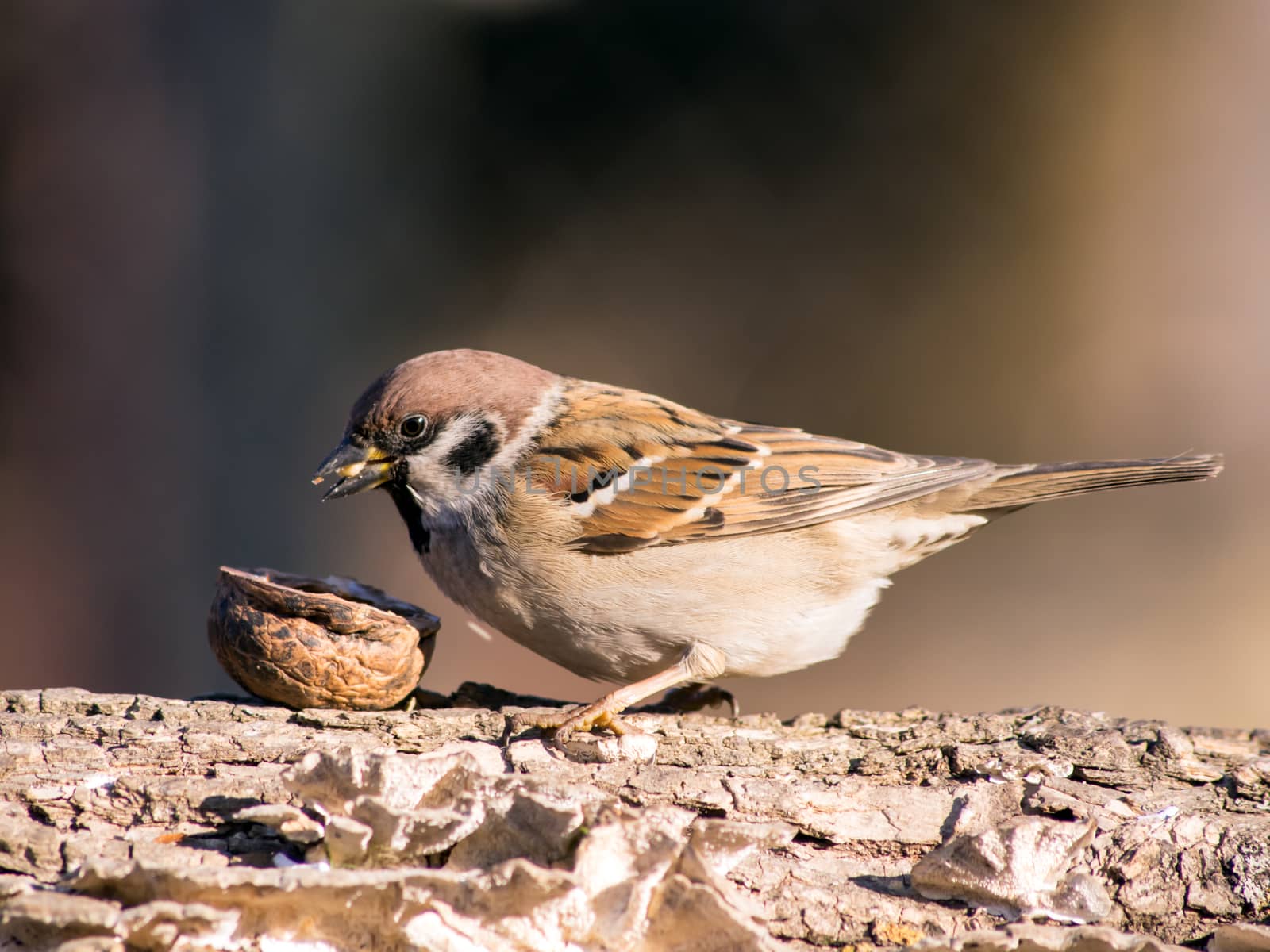 Sparrow (Passer domesticus)
 in the winter bird feeding.
