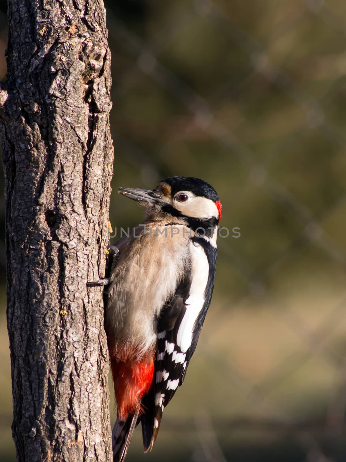 Great Spotted Woodpecker (Dendrocopos major) in the bird feeder.
