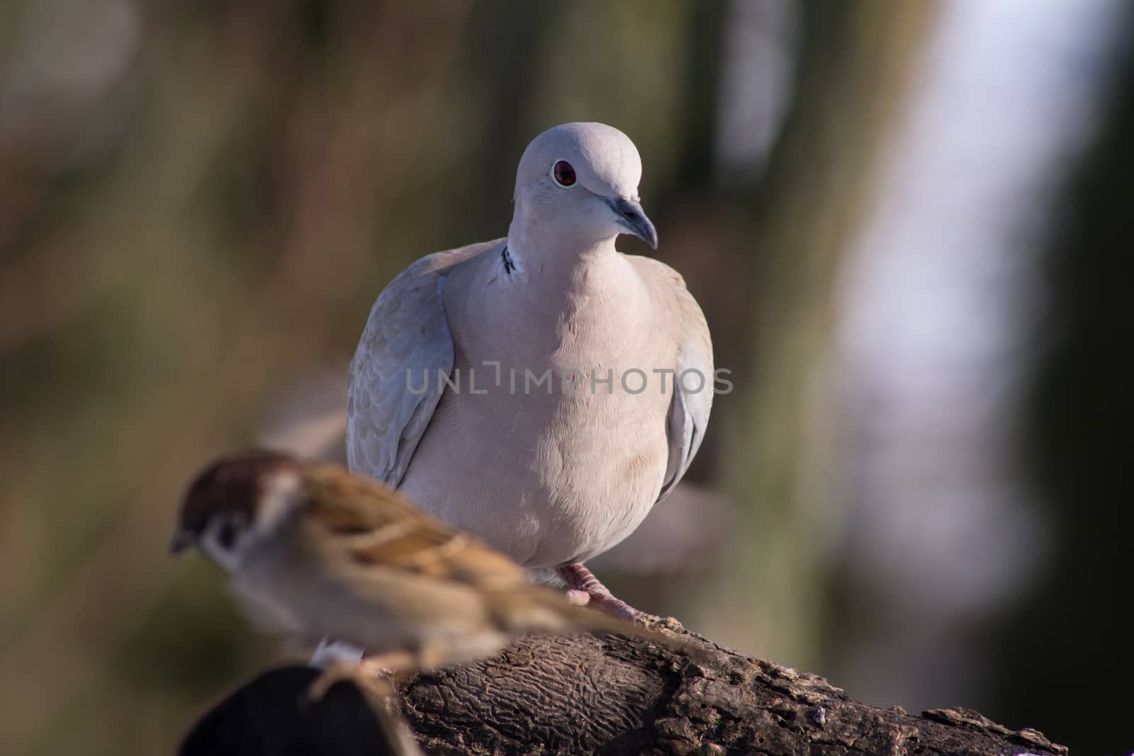 Collared Dove (Streptopelia decaocto) and bird feeding. by dadalia