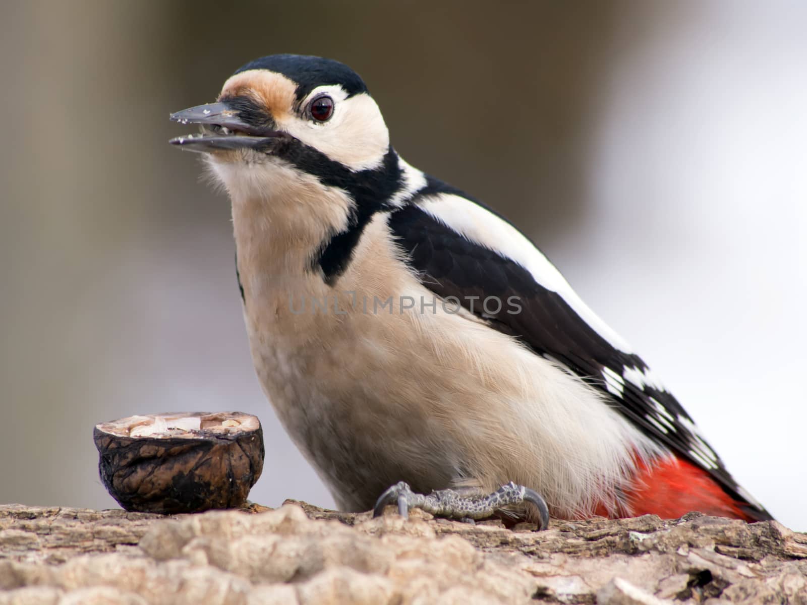 Great Spotted Woodpecker (Dendrocopos major) in the bird feeder.
