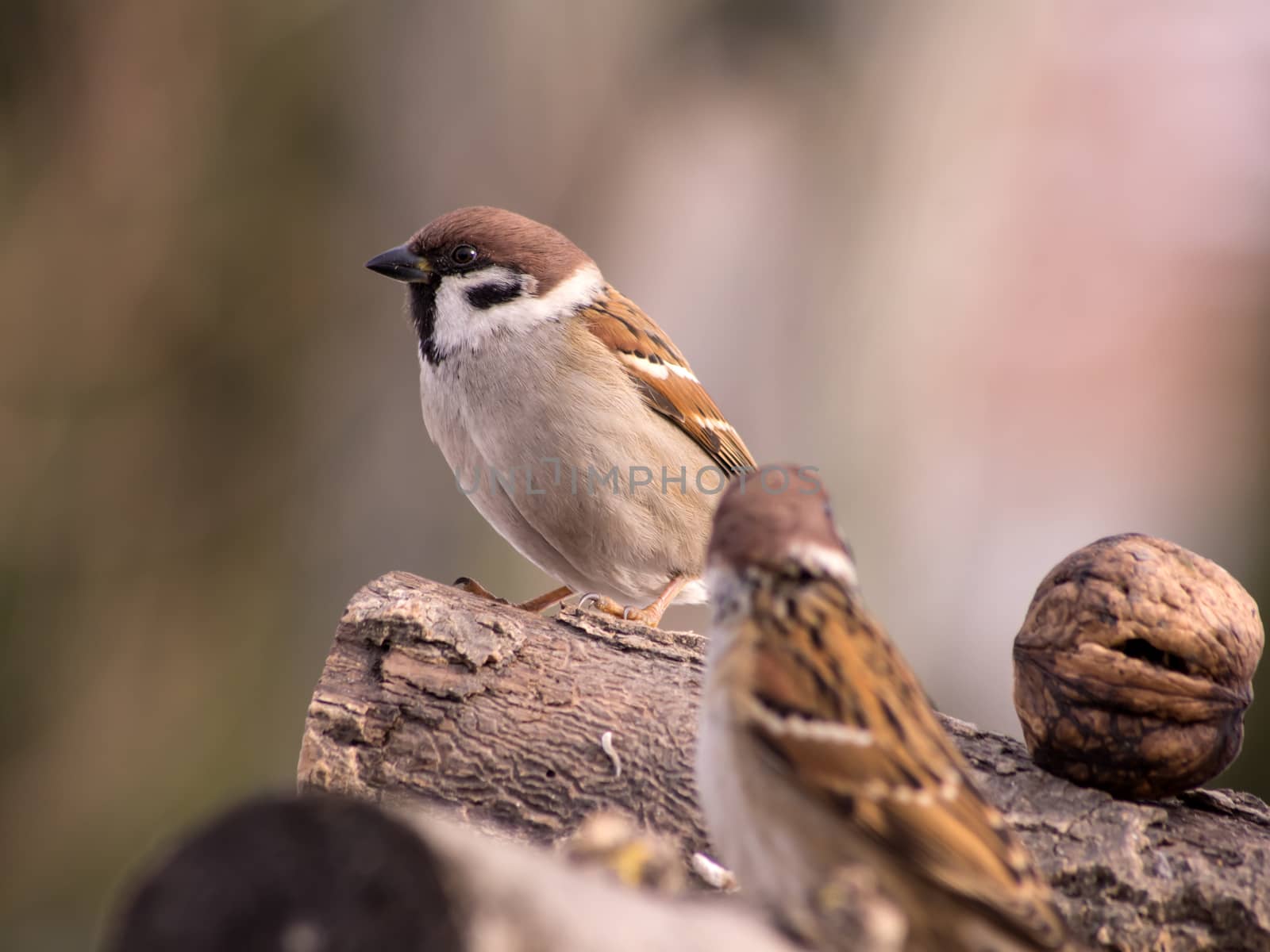 Sparrow (Passer domesticus)
 in the winter bird feeding.
