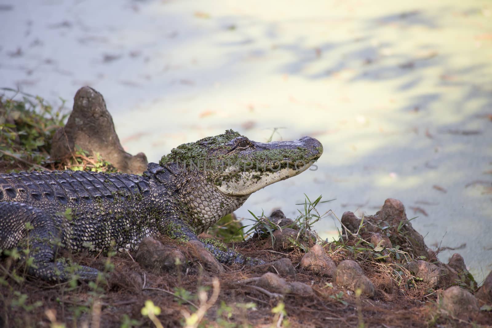 Close up of an alligator (Alligator mississippiensis) resting near a bayou shore