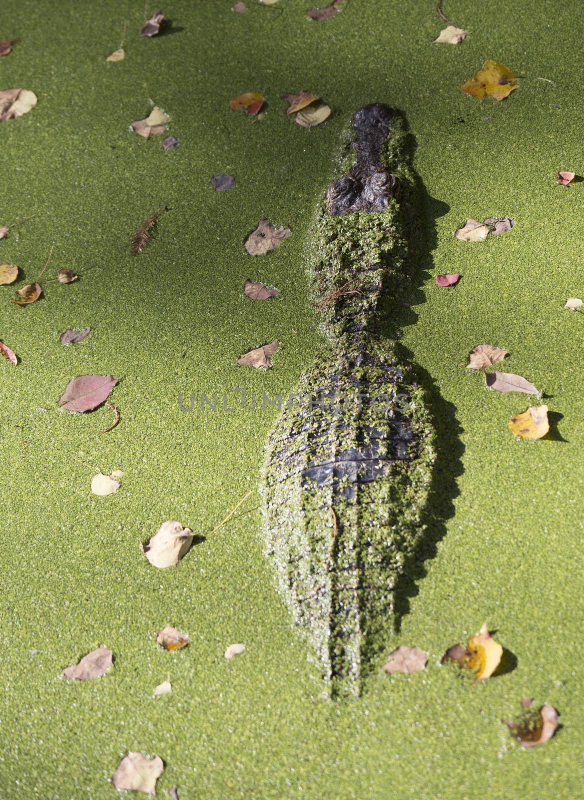 Alligator (Alligator mississippiensis) floating to the surface of marshy bayou water