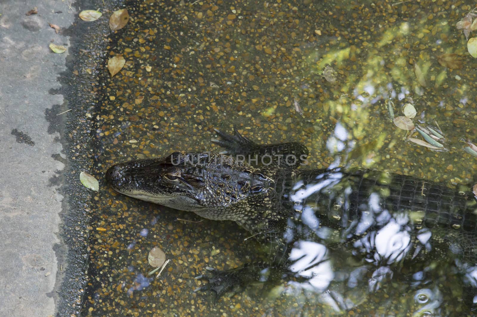 Alligator (Alligator mississippiensis) resting in a shallow, man-made pond