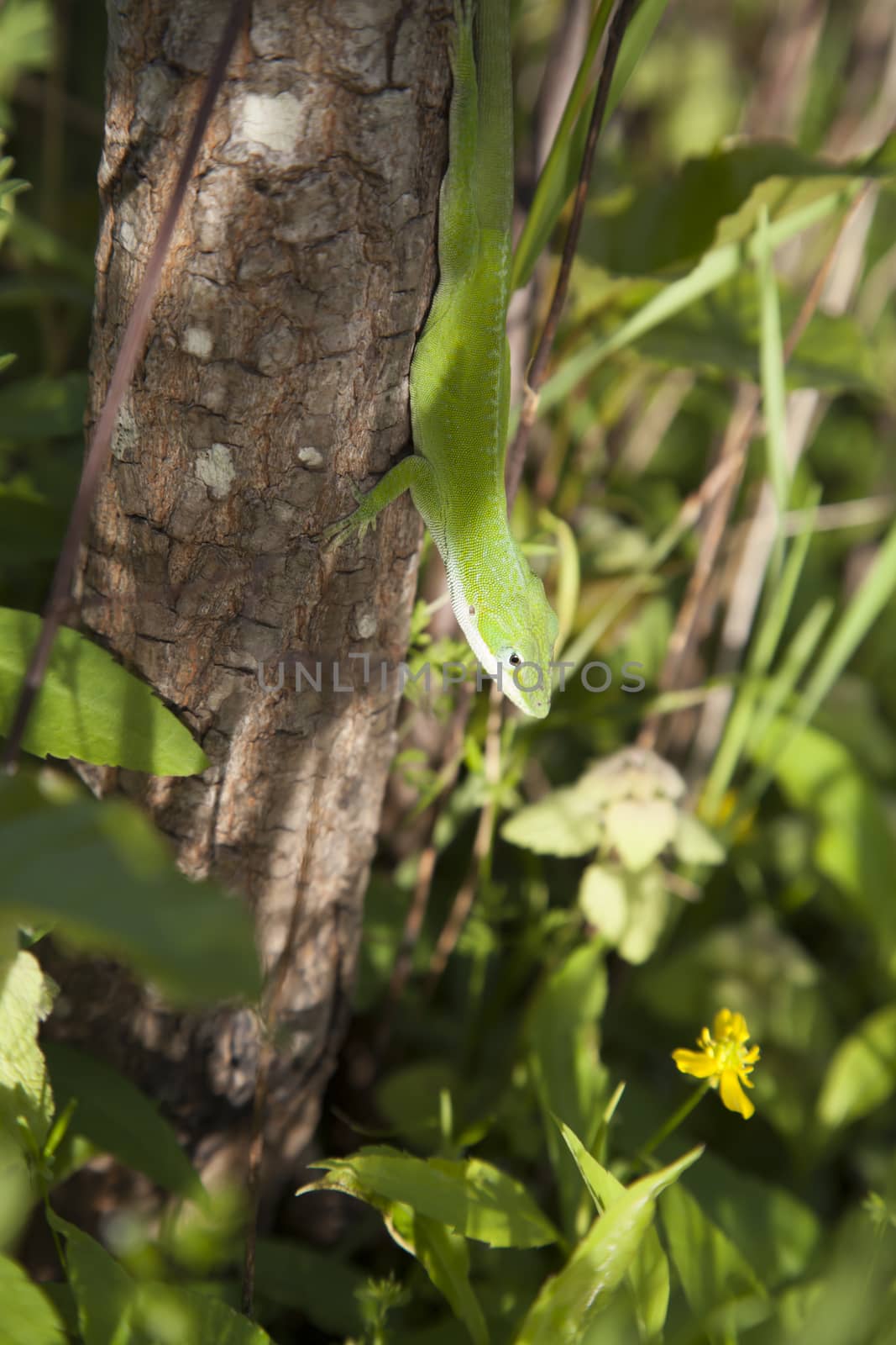 Green anole (Anolis carolinensis) scurrying down a small tree trunk