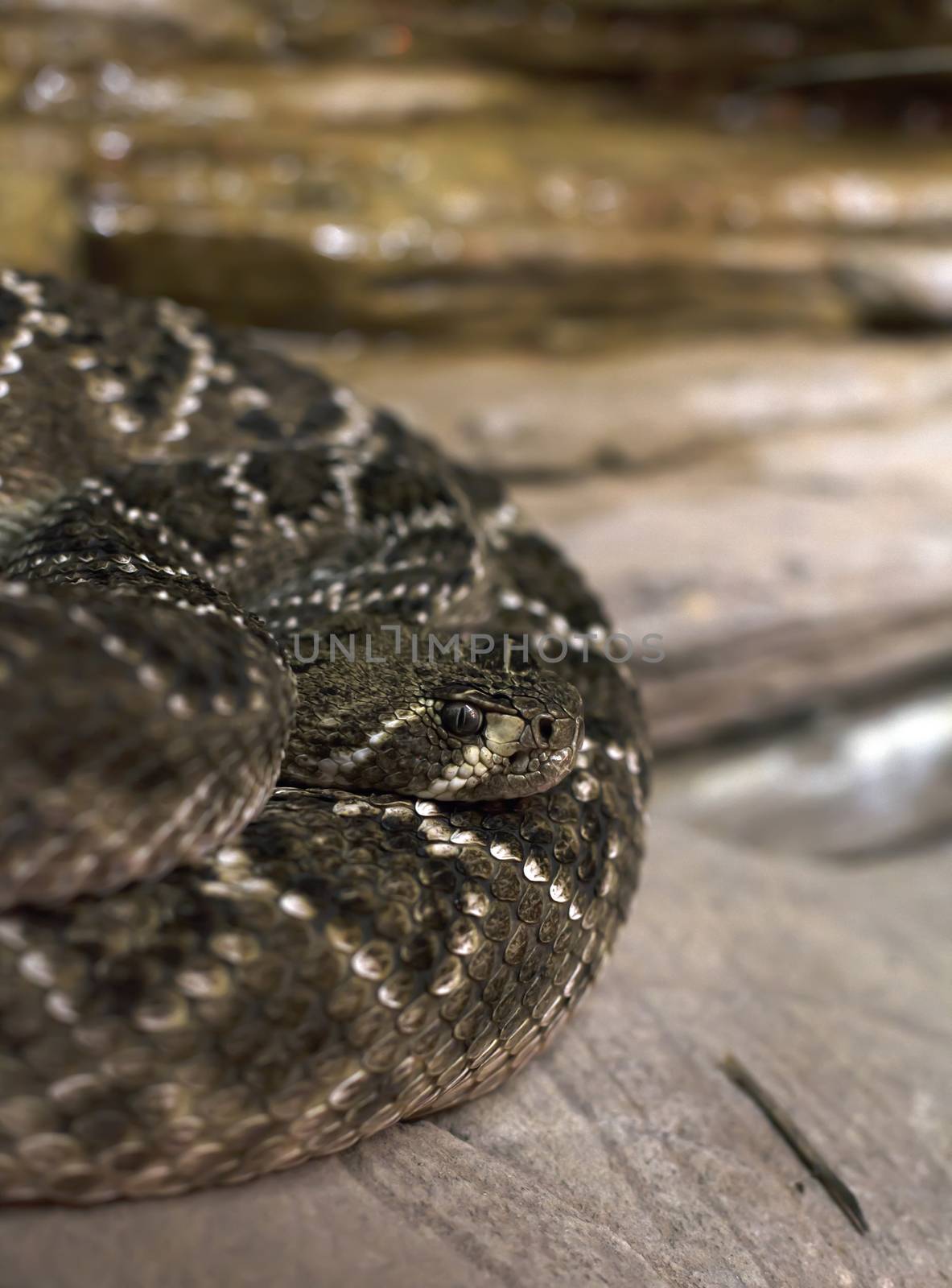 Close up of an Eastern diamondback rattlesnake in a coil