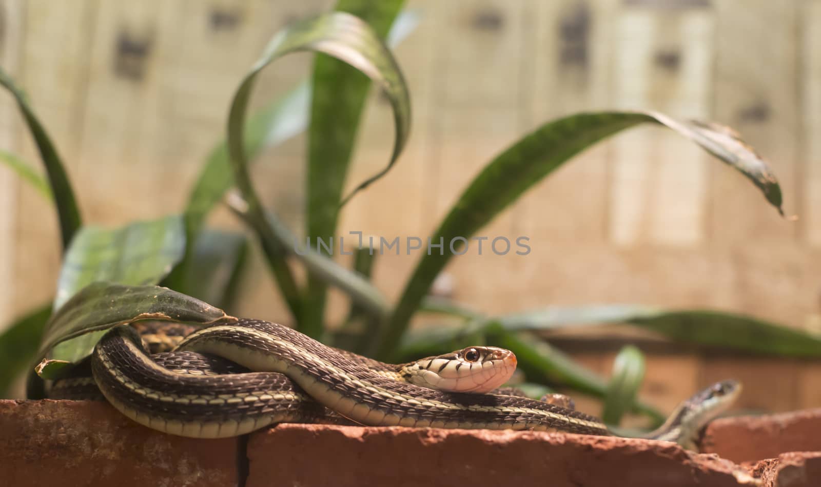 Garter snakes (Thamnophis sirtalis) on bricks in a glass display