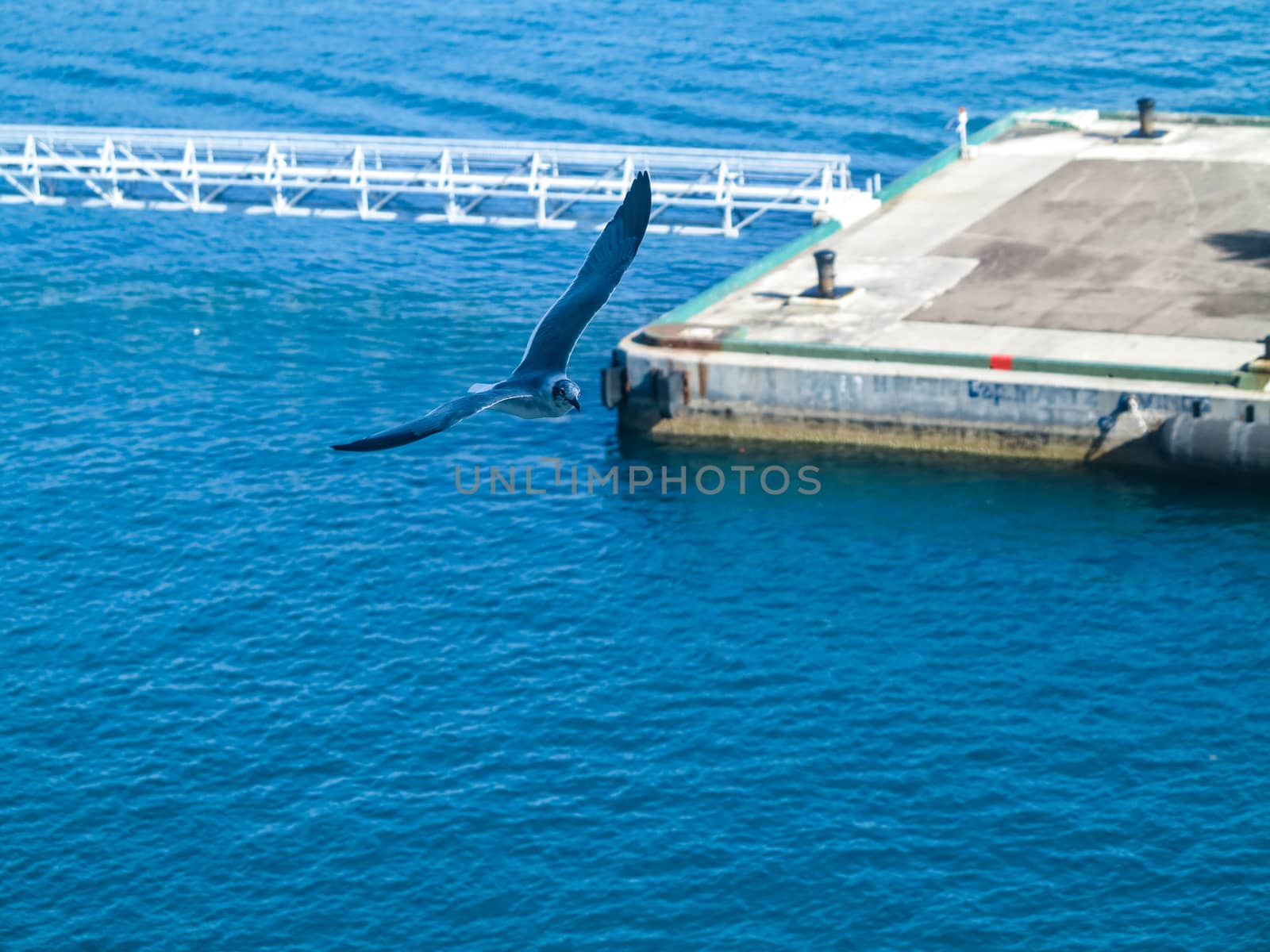 A seagull flying through the air near a port