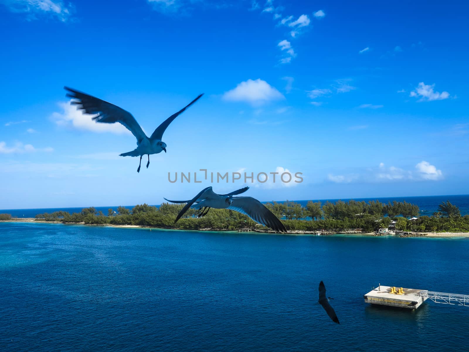 3 seagulls flying through the air in the bahamas