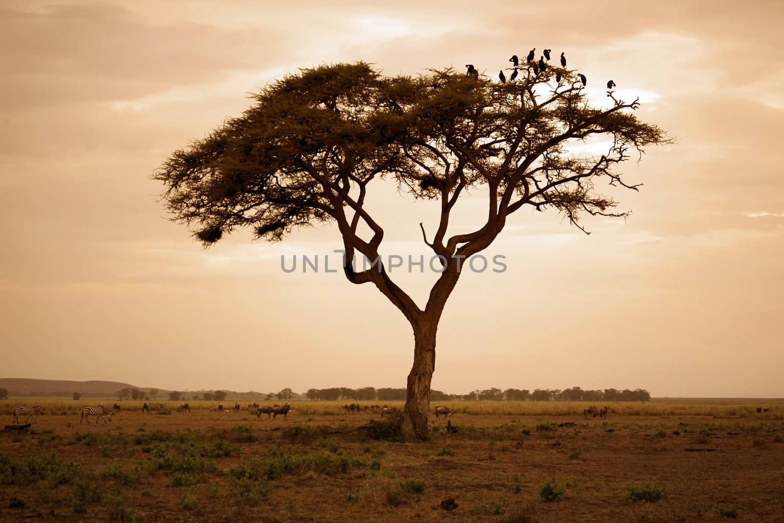 Tree in the African savannah. Amboseli national park in Kenia