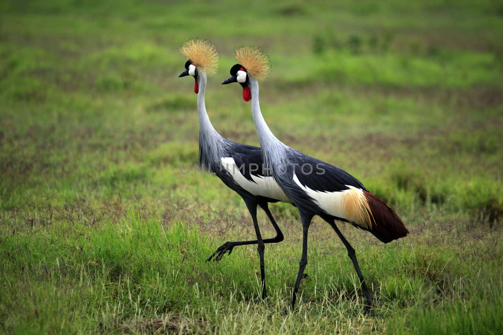 Two Grey Crowned Crane in Amboseli national park
