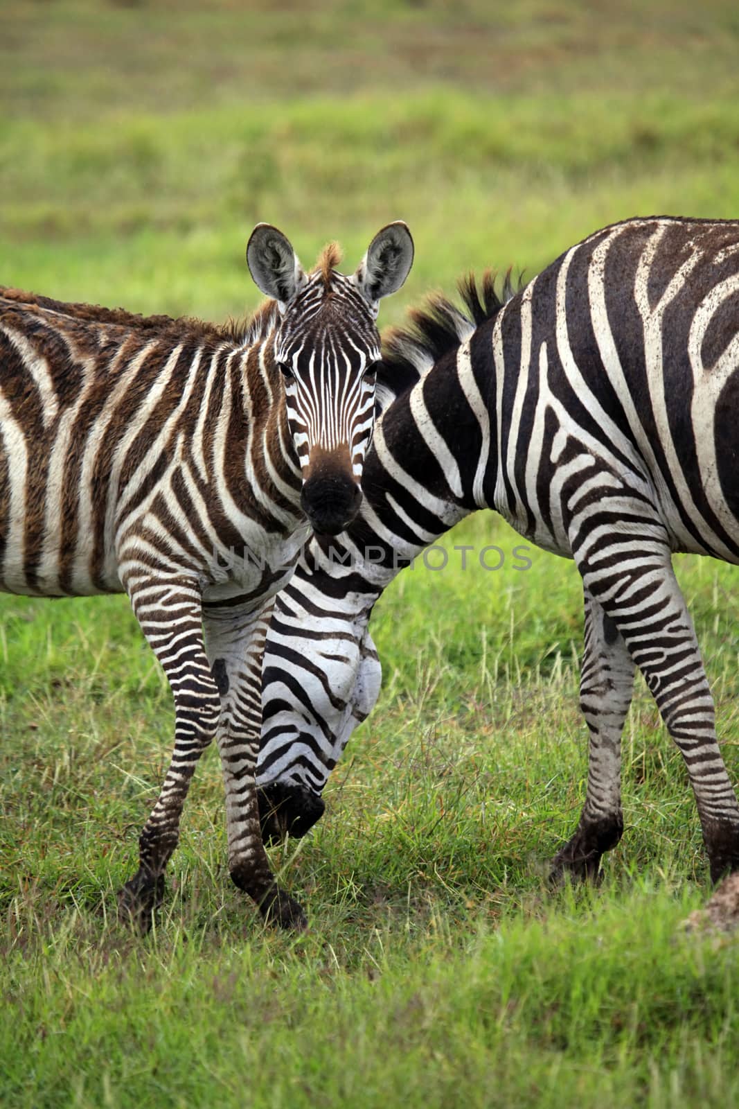 Zebras herd on savanna. Amboseli national park in Kenia