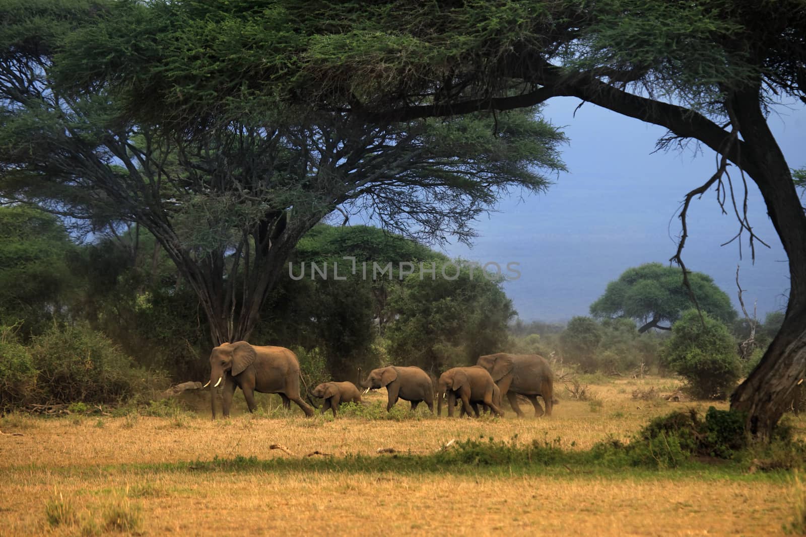 Elephants in Amboseli national park in Kenia