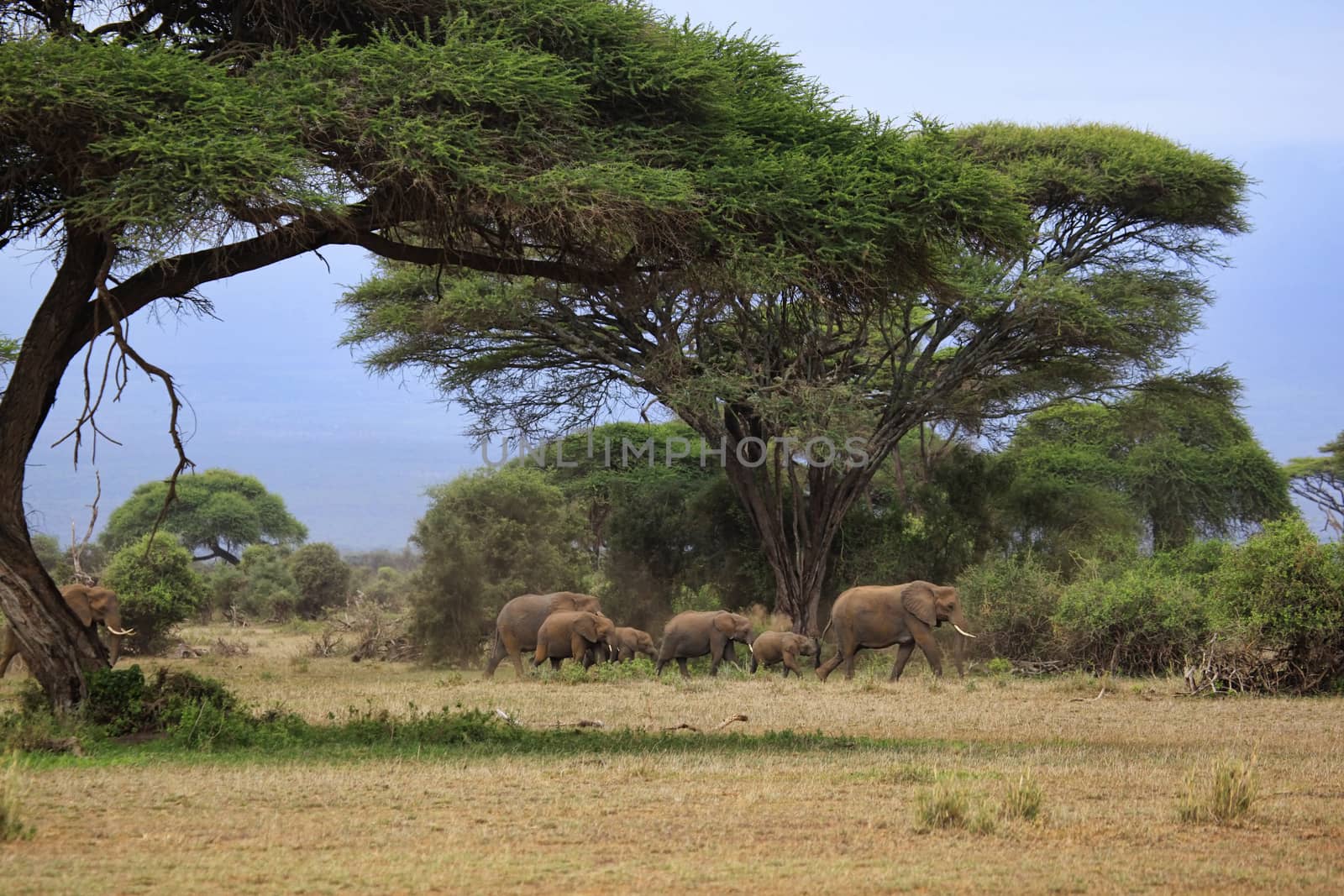 Elephants in Amboseli national park in Kenia