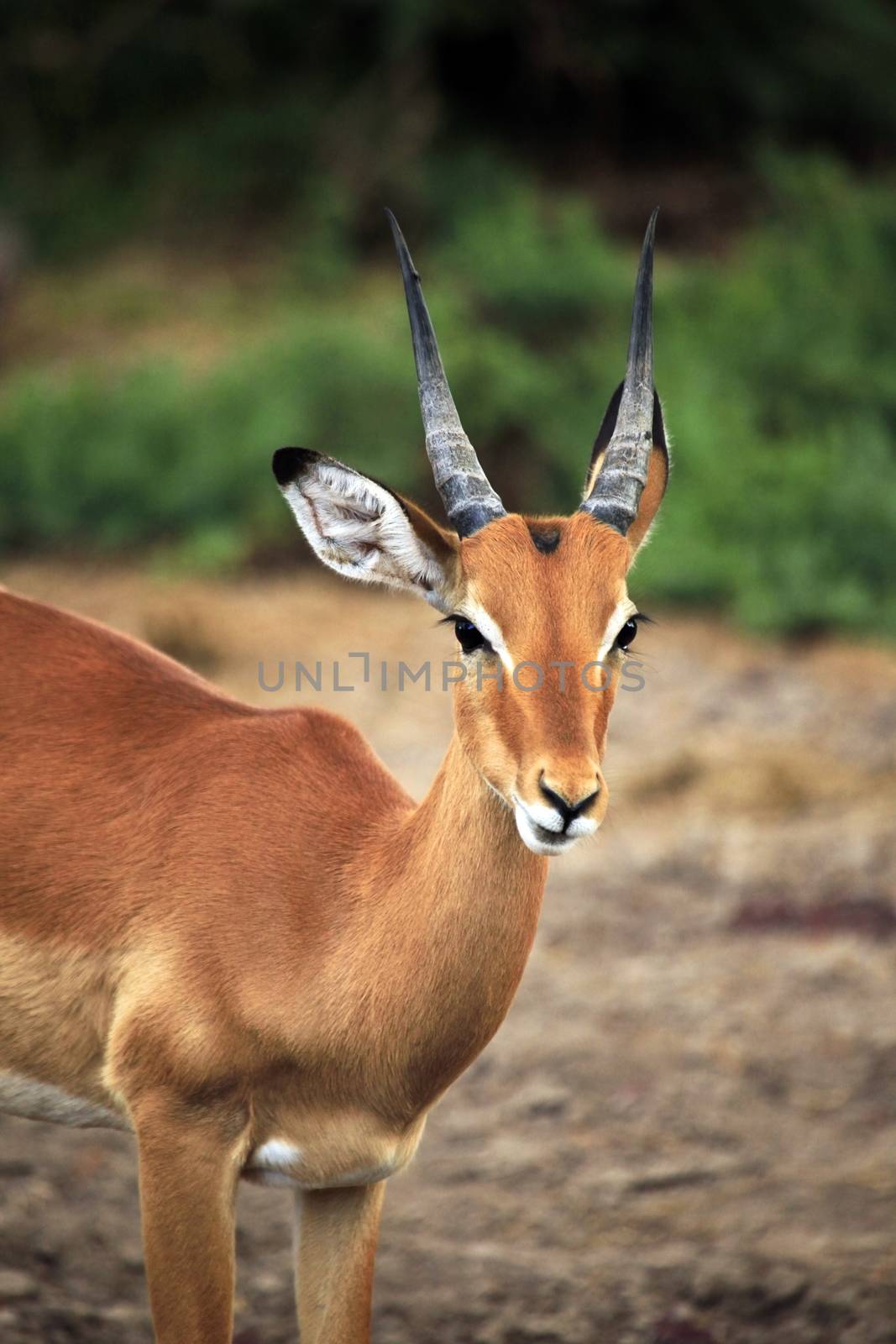 Antelope Impala (Aepyceros melampus). Tsavo East National Park